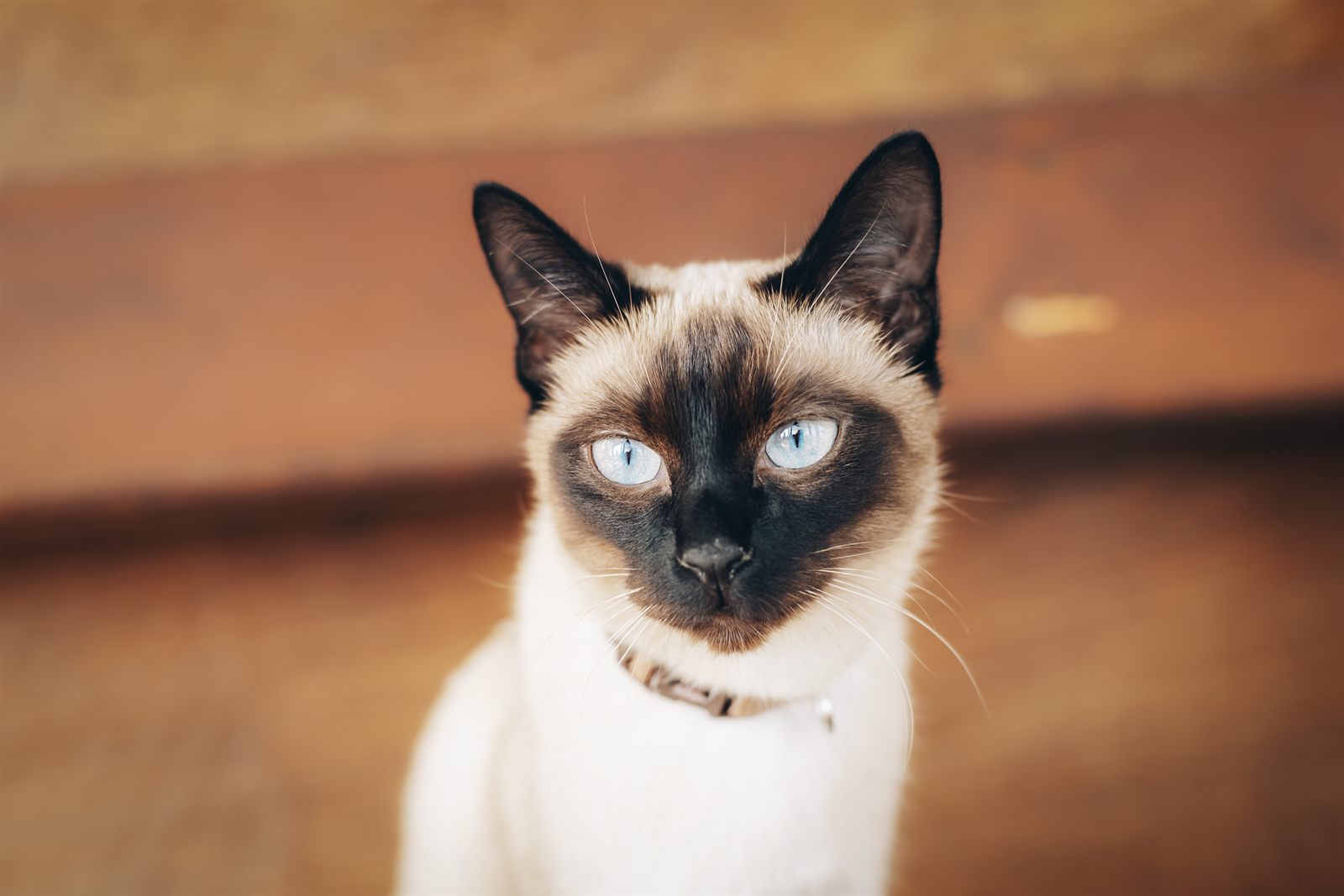 Meridian Vera, retired Siamese queen