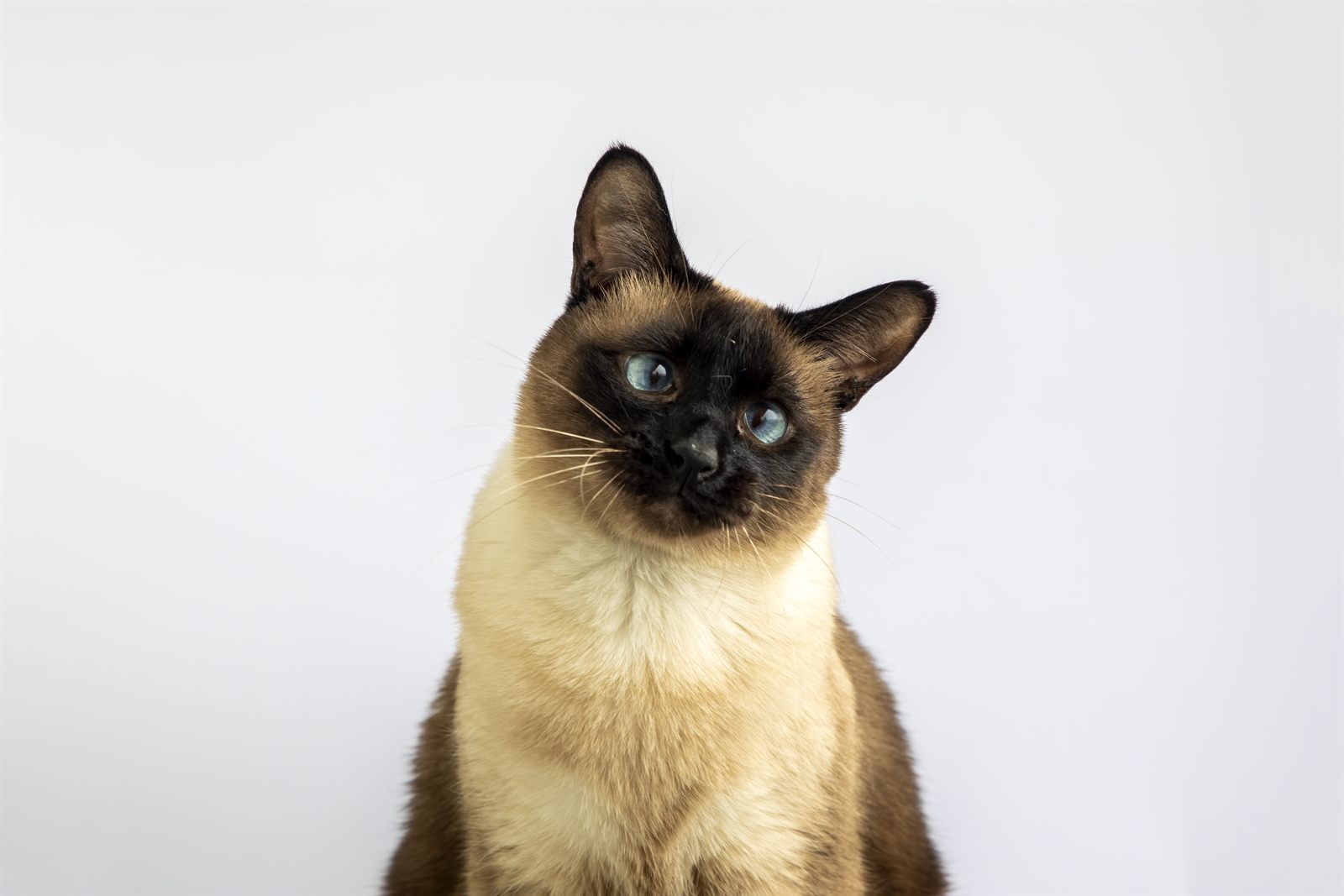 The Skyline Litter — planned Siamese litter