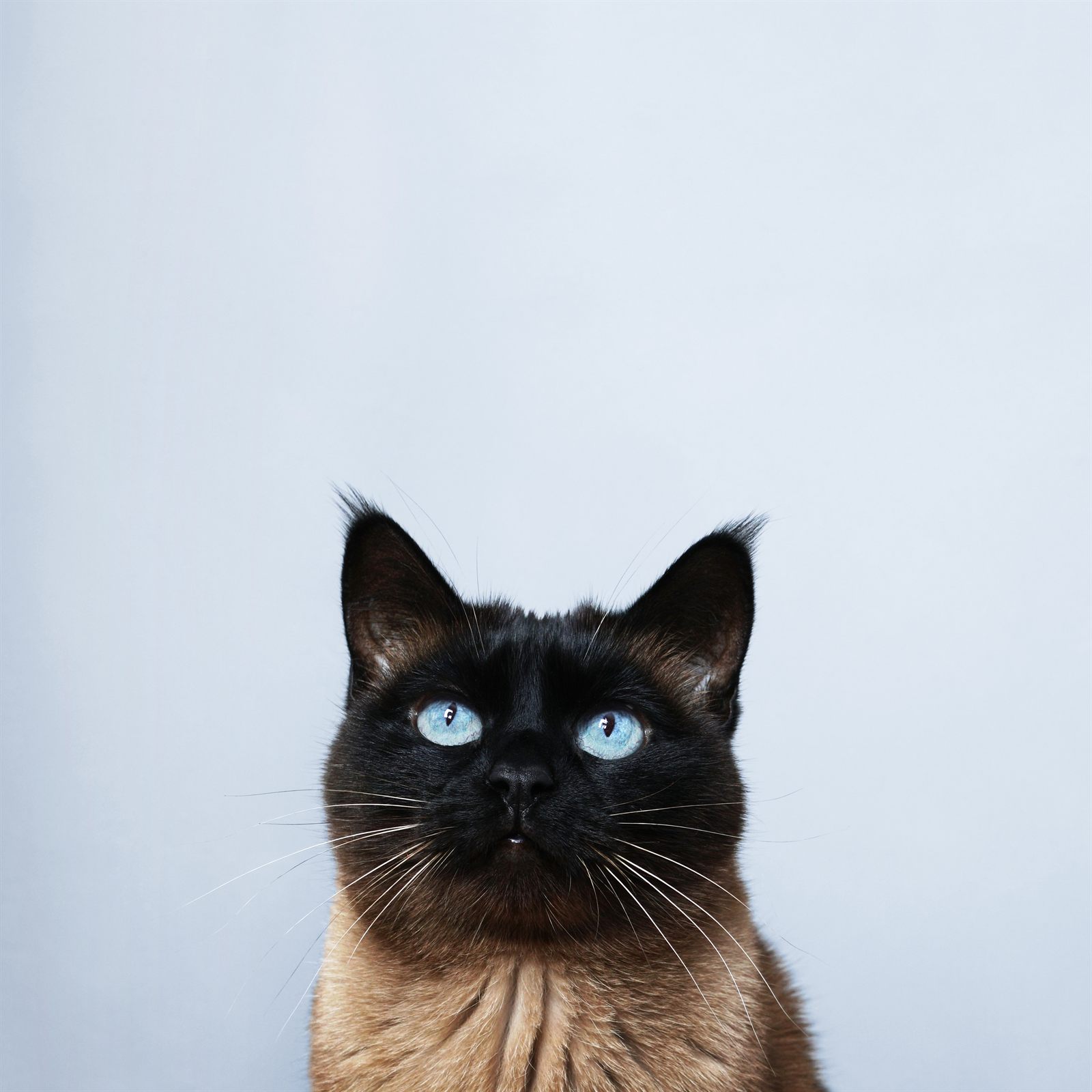 The Marquee Litter — expected Siamese litter