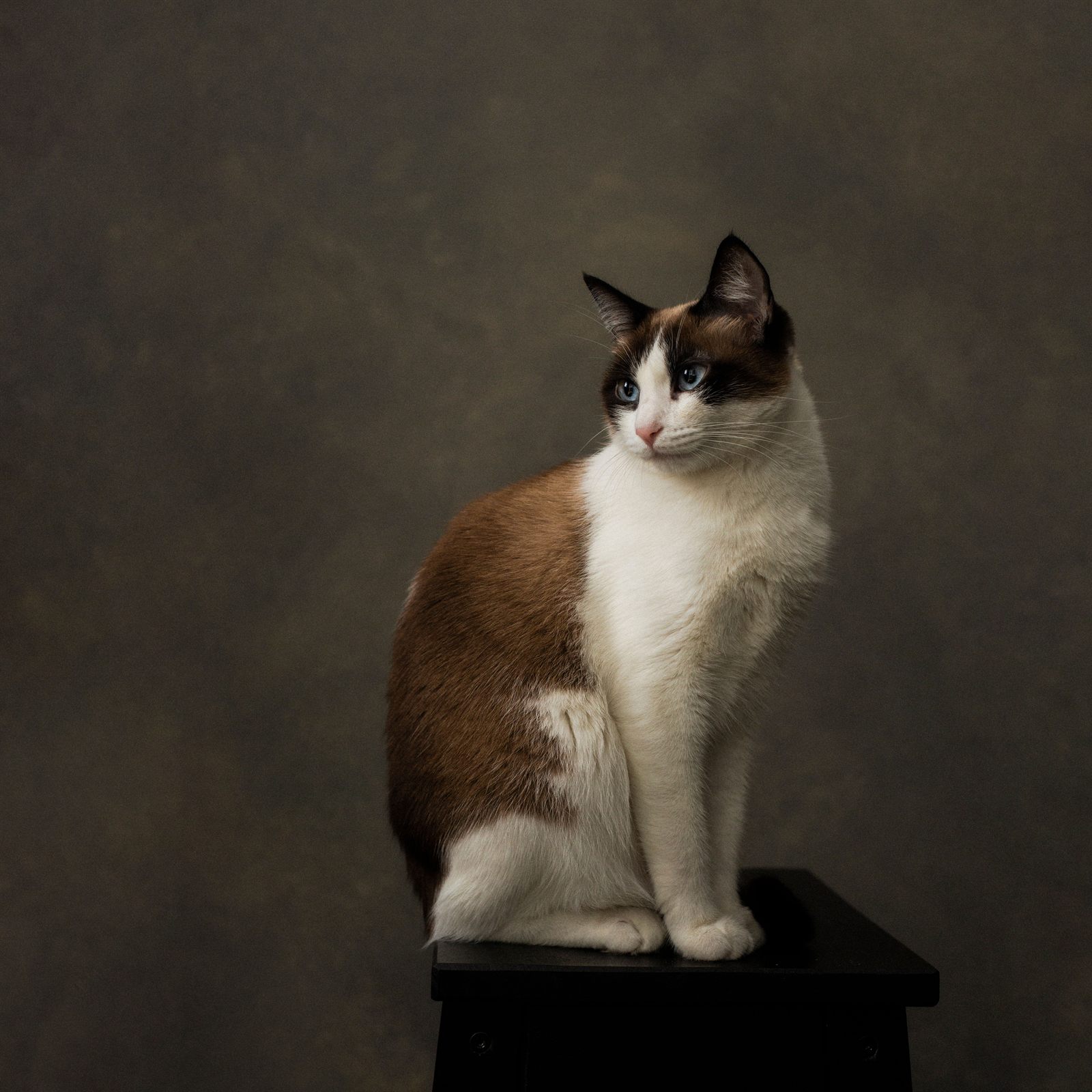 Meridian Greta, Siamese queen
