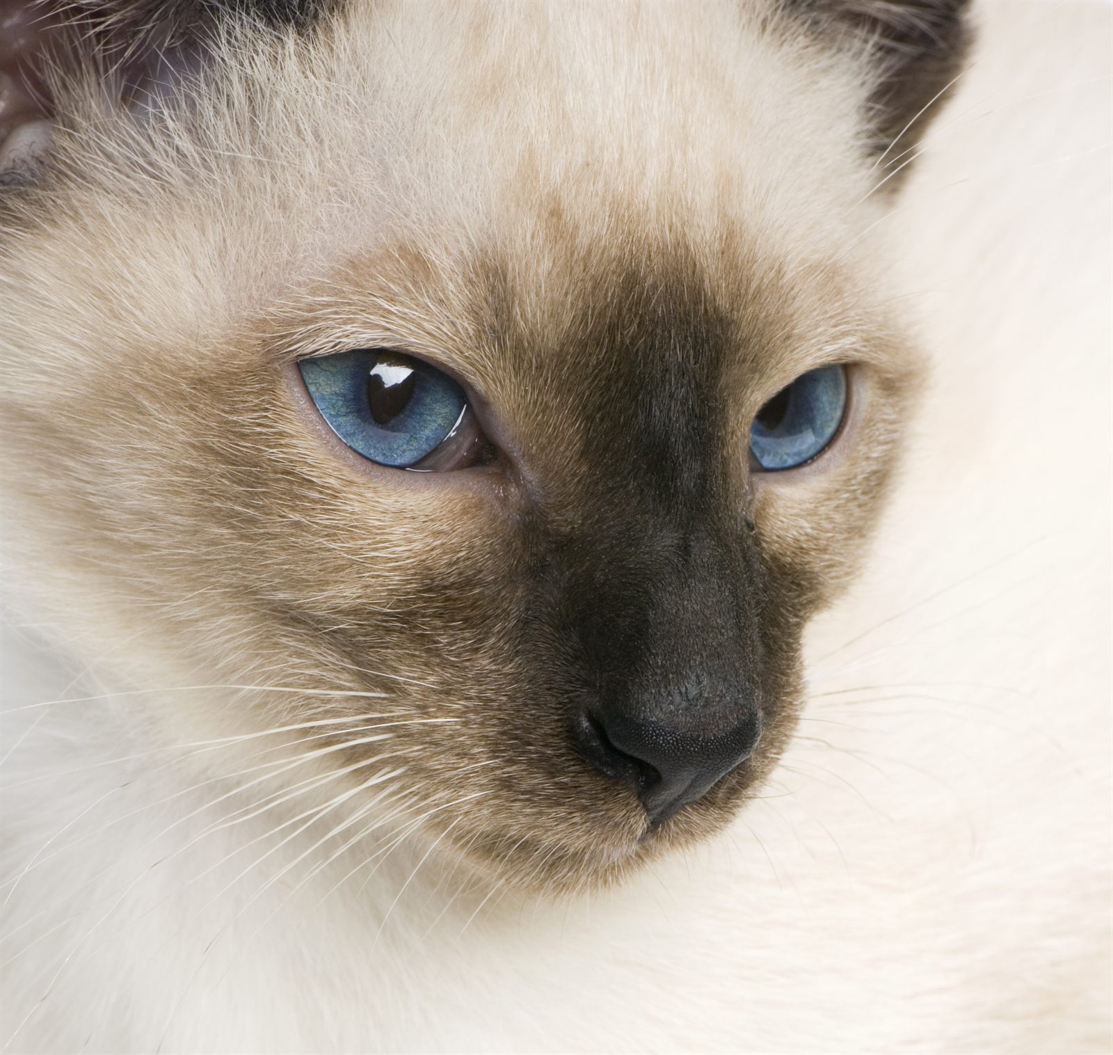 Deco template — Art Deco cattery design (Siamese demo)