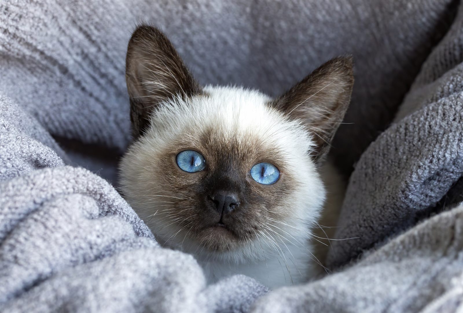 Colette, available seal point Siamese kitten