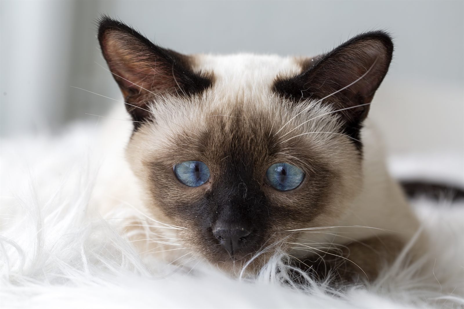 Rudolph, available blue point Siamese kitten