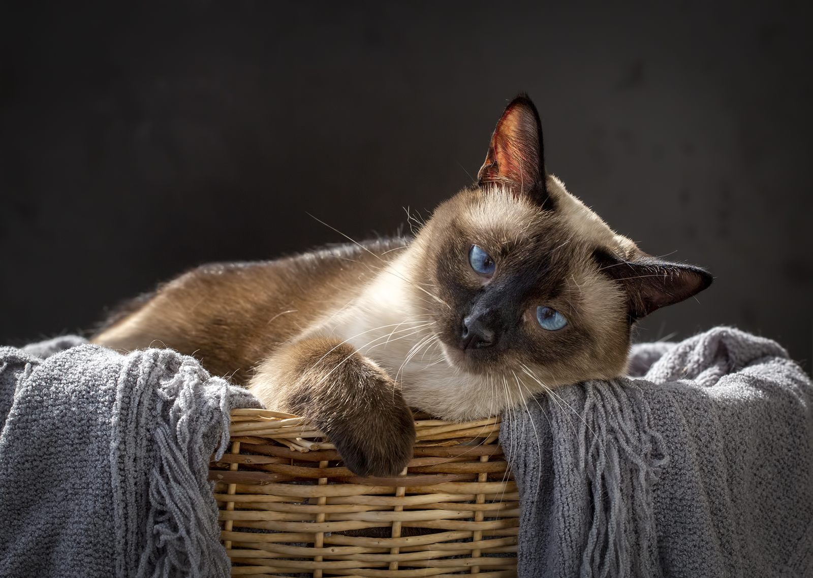 Marlene, reserved seal point Siamese kitten