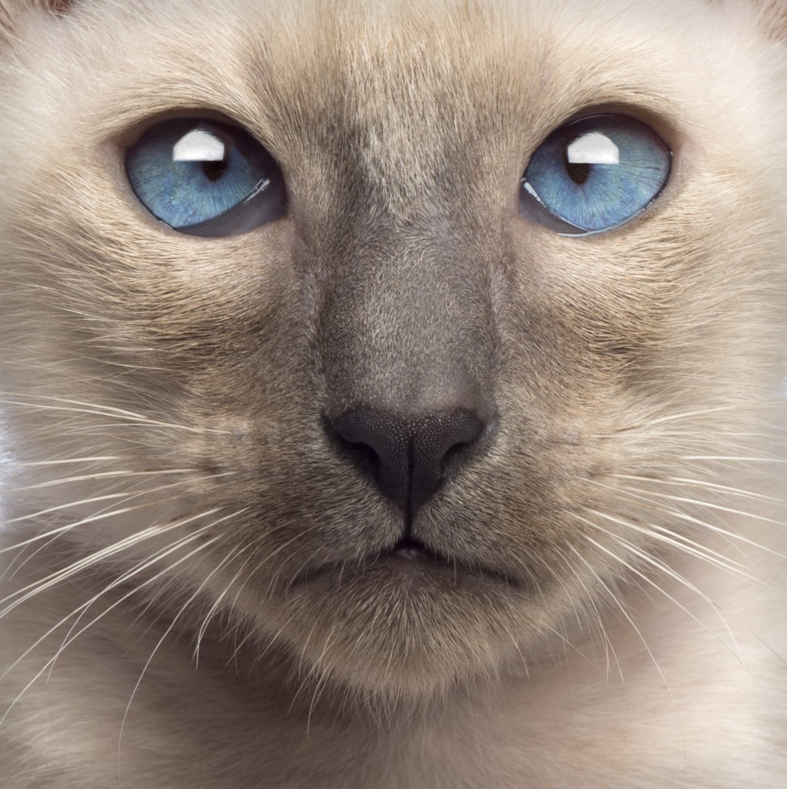 Archie, Siamese kitten who has gone home