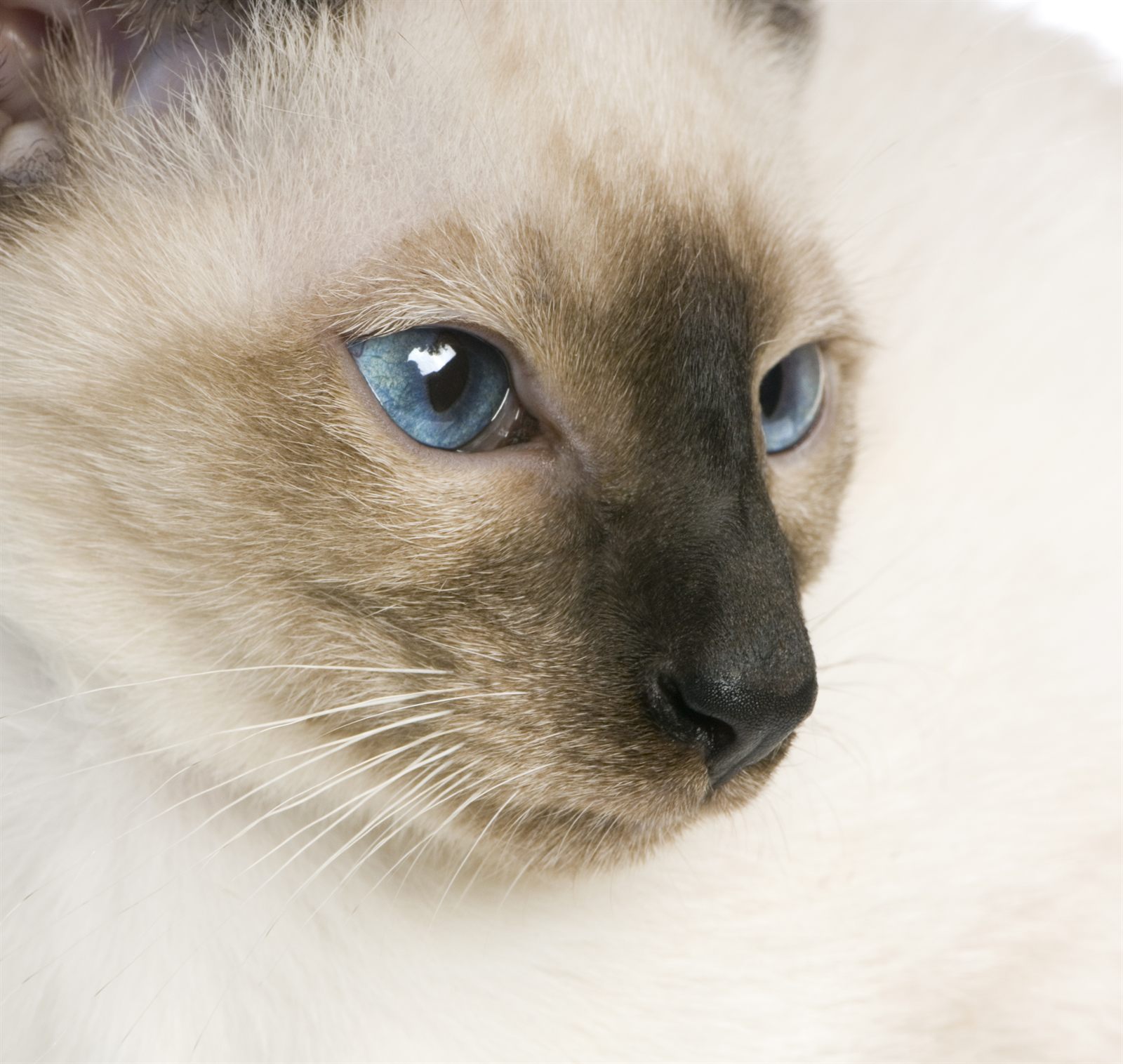 Meridian Josephine, Siamese queen