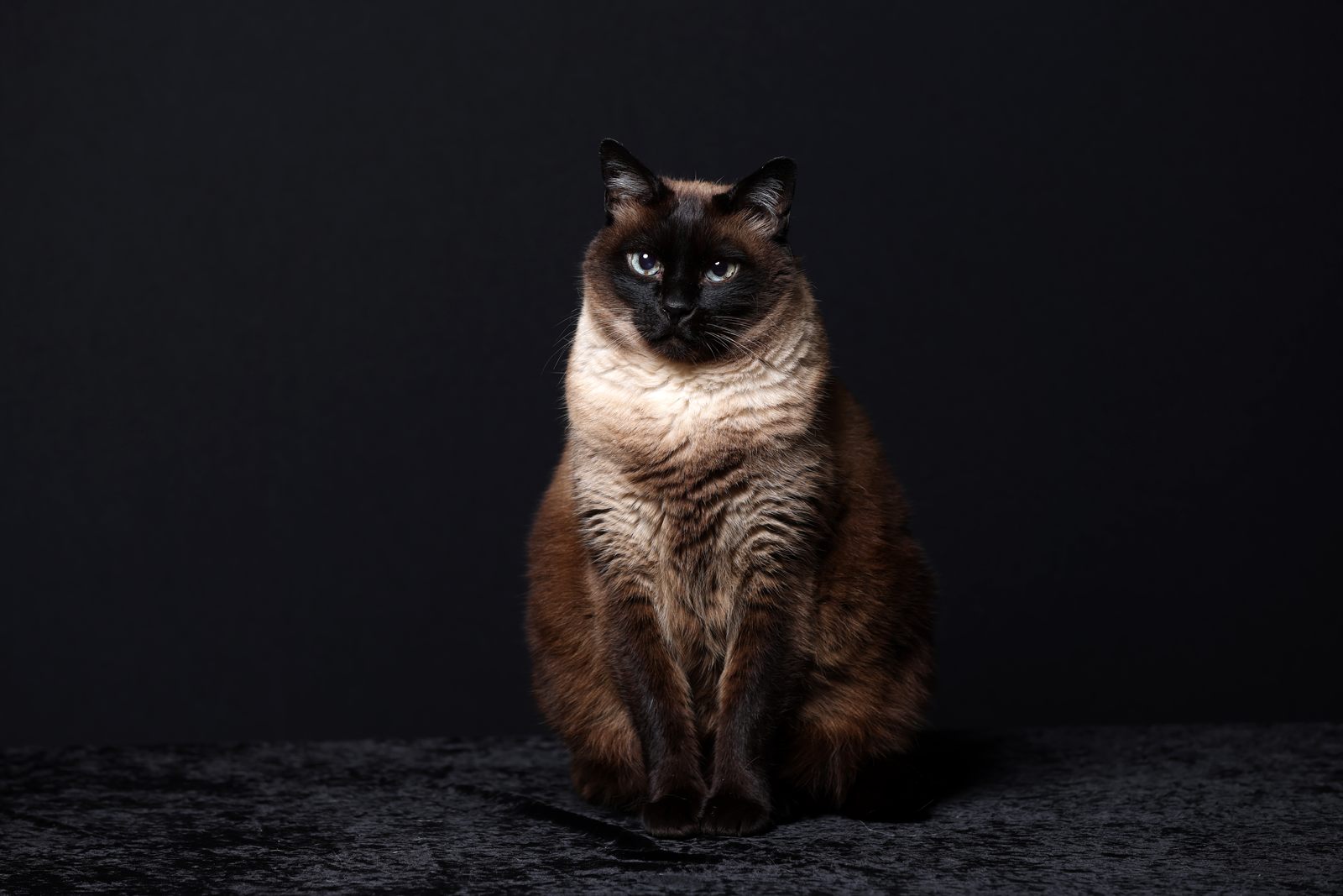 Meridian Duke, Siamese sire