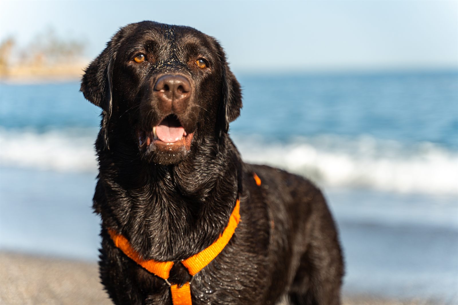 The Harbor Litter — expected chocolate Labrador litter