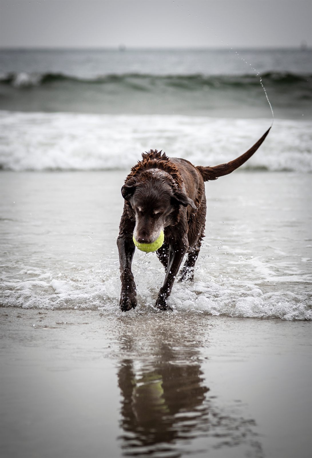 A Saltmarsh Labrador fetching in the surf