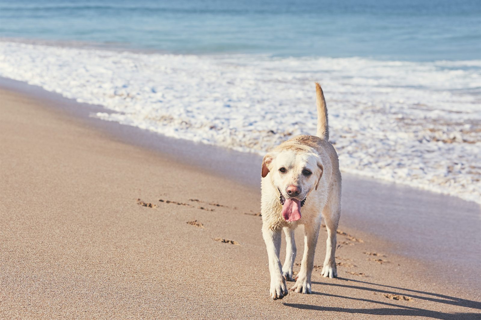 Driftwood template — breezy coastal design (Labrador demo)