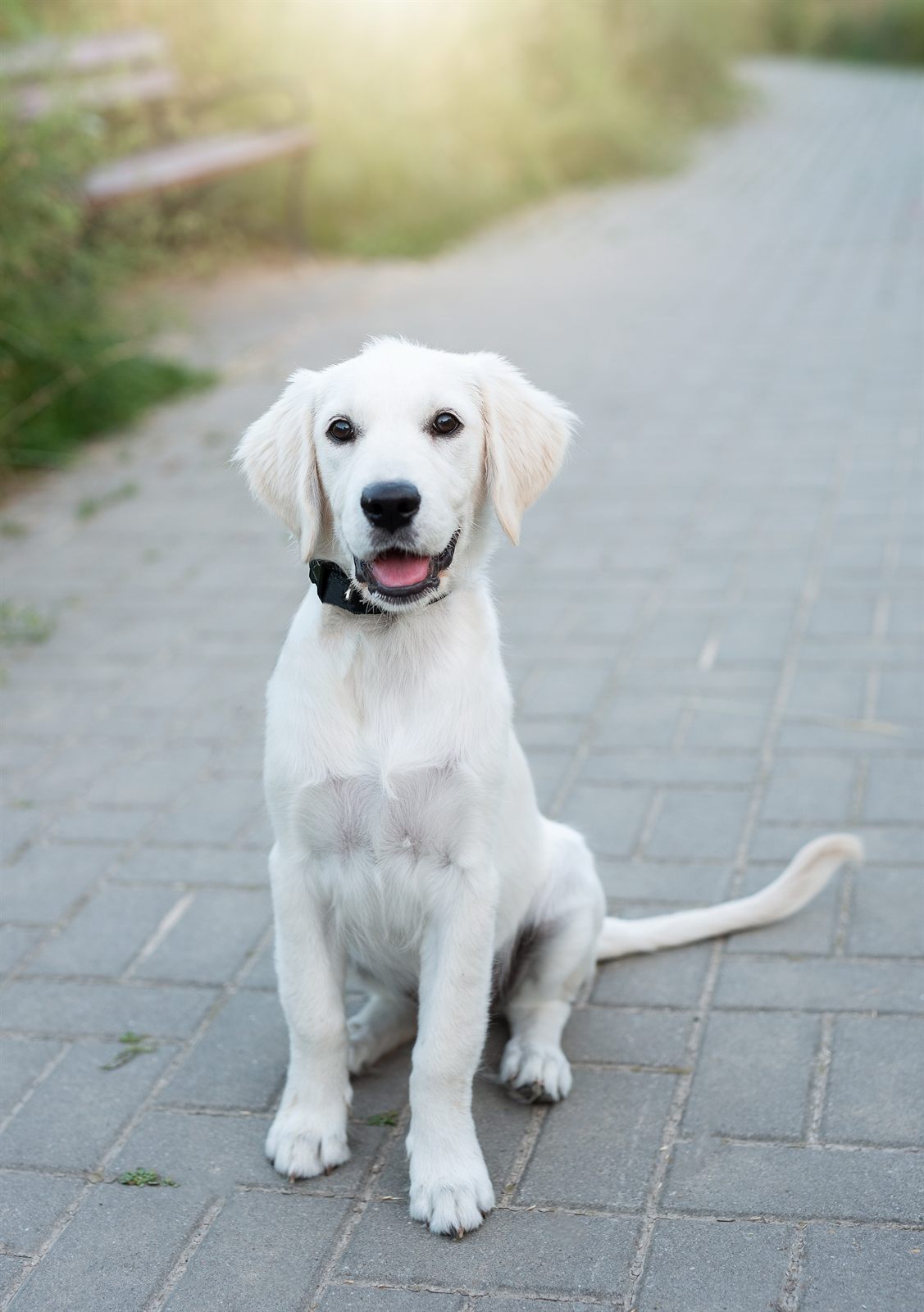 Sandy, reserved Labrador puppy