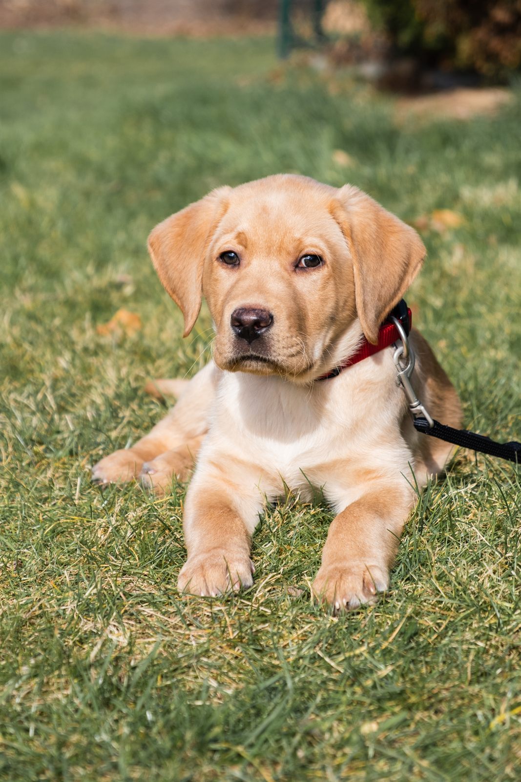 A yellow Labrador puppy resting in dune grass