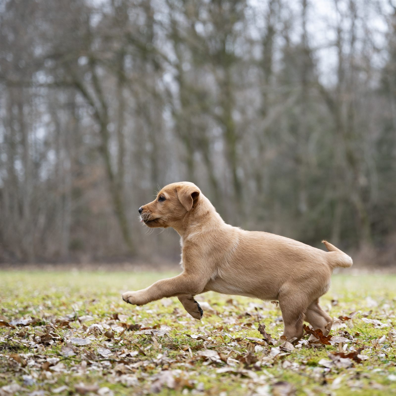 The Lighthouse Litter — yellow Labrador puppies