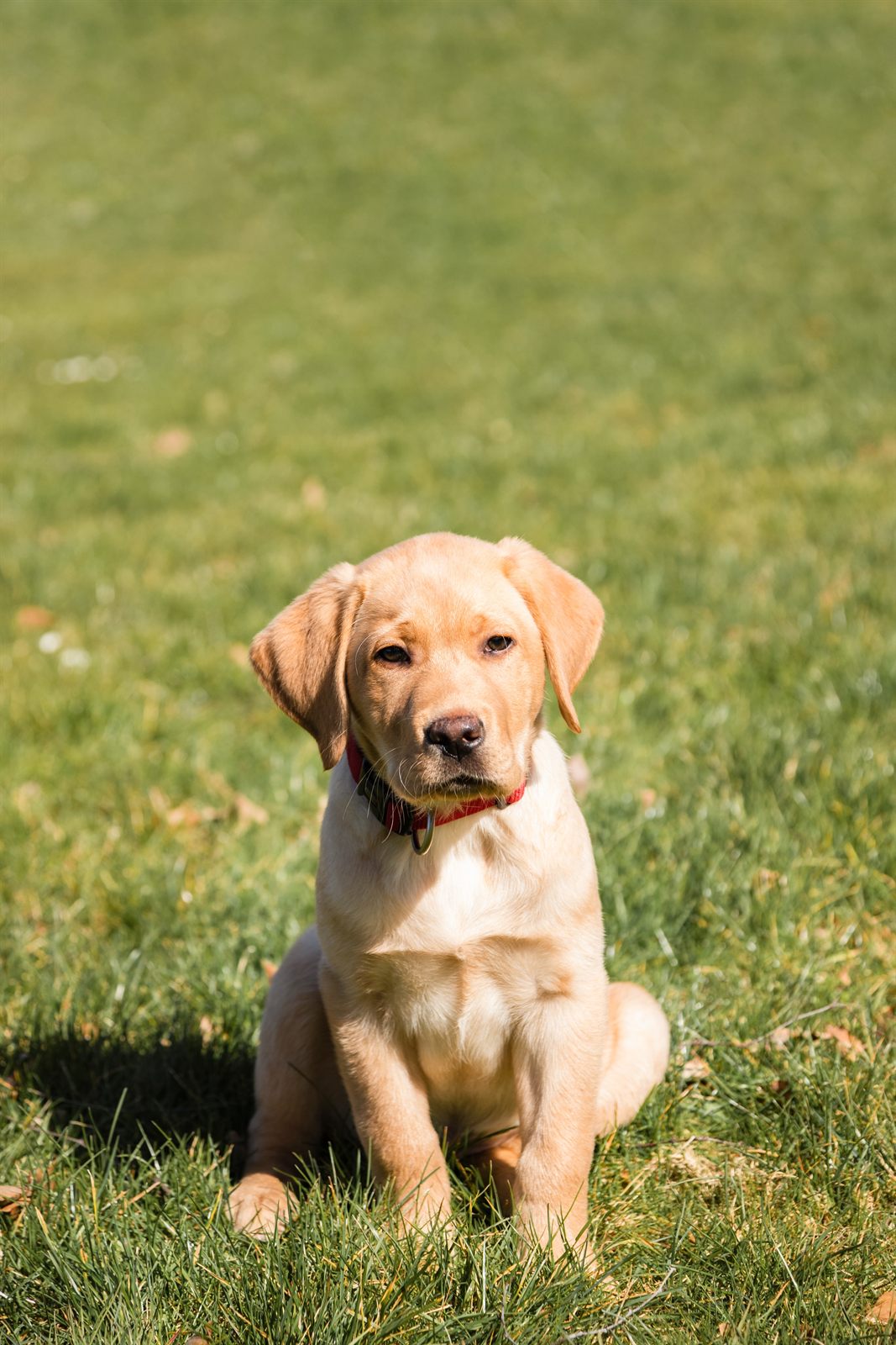 Anchor, Labrador puppy who has gone home