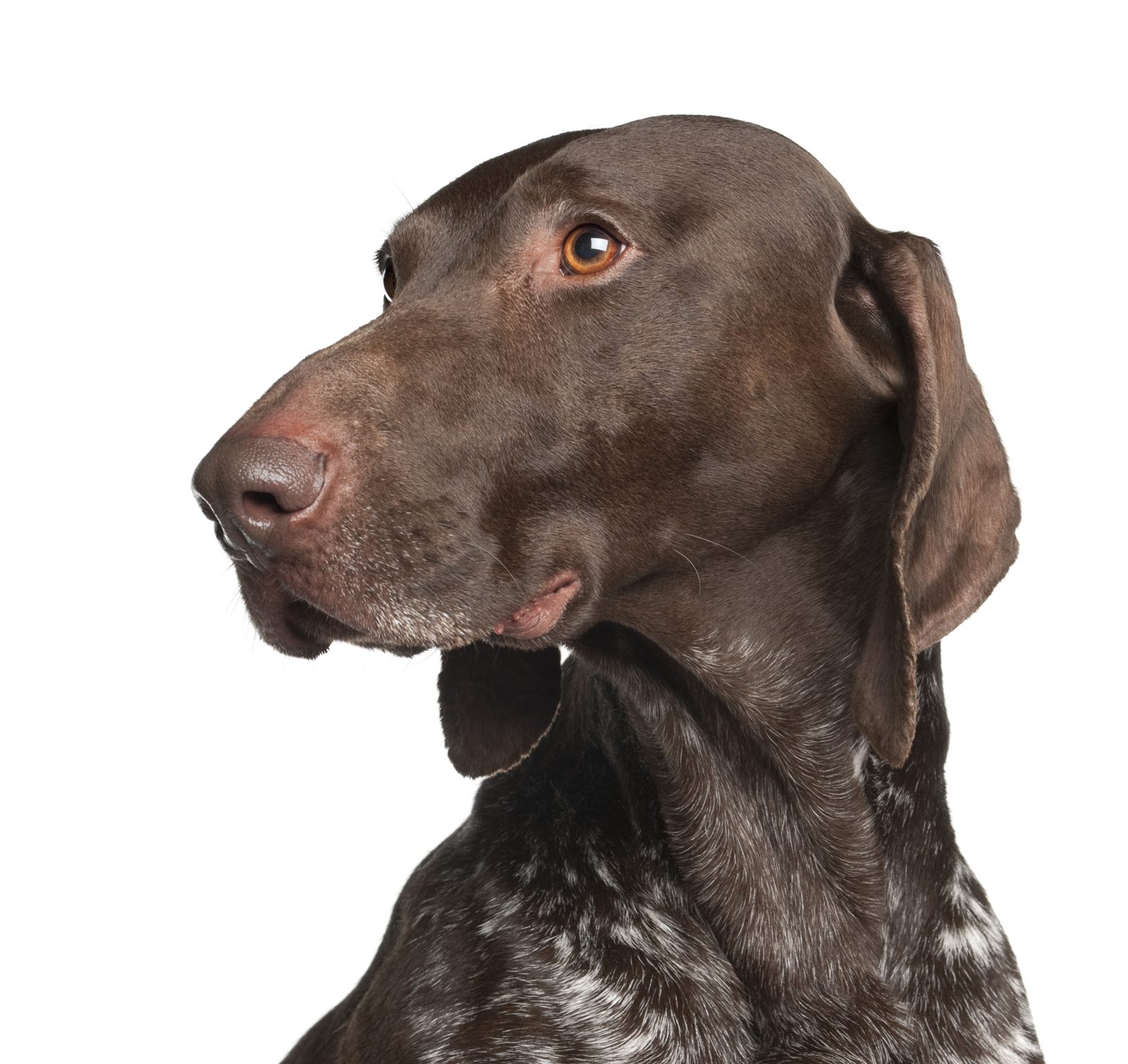Cash, German Shorthaired Pointer sire