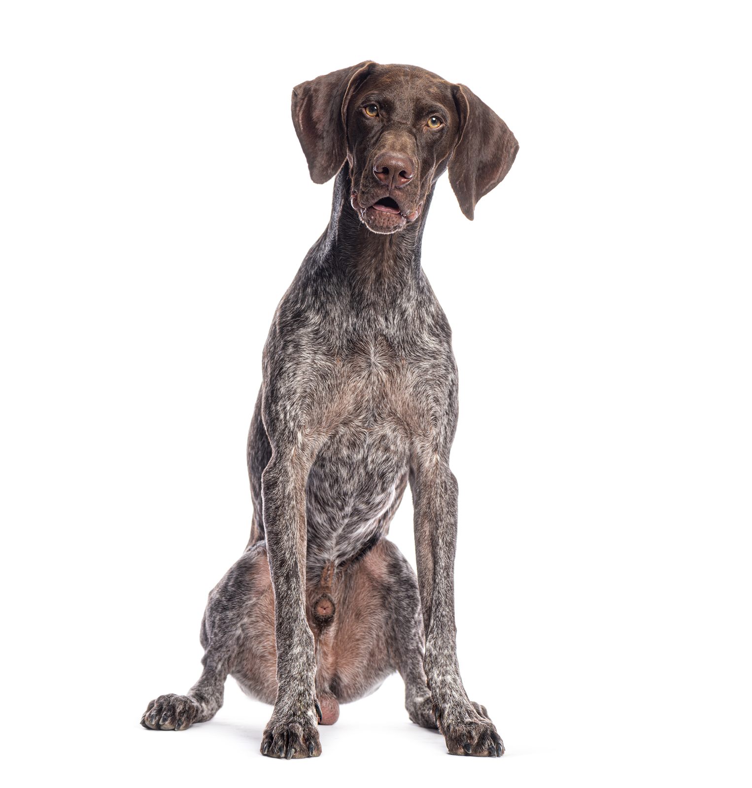 Blue collar male GSP puppy