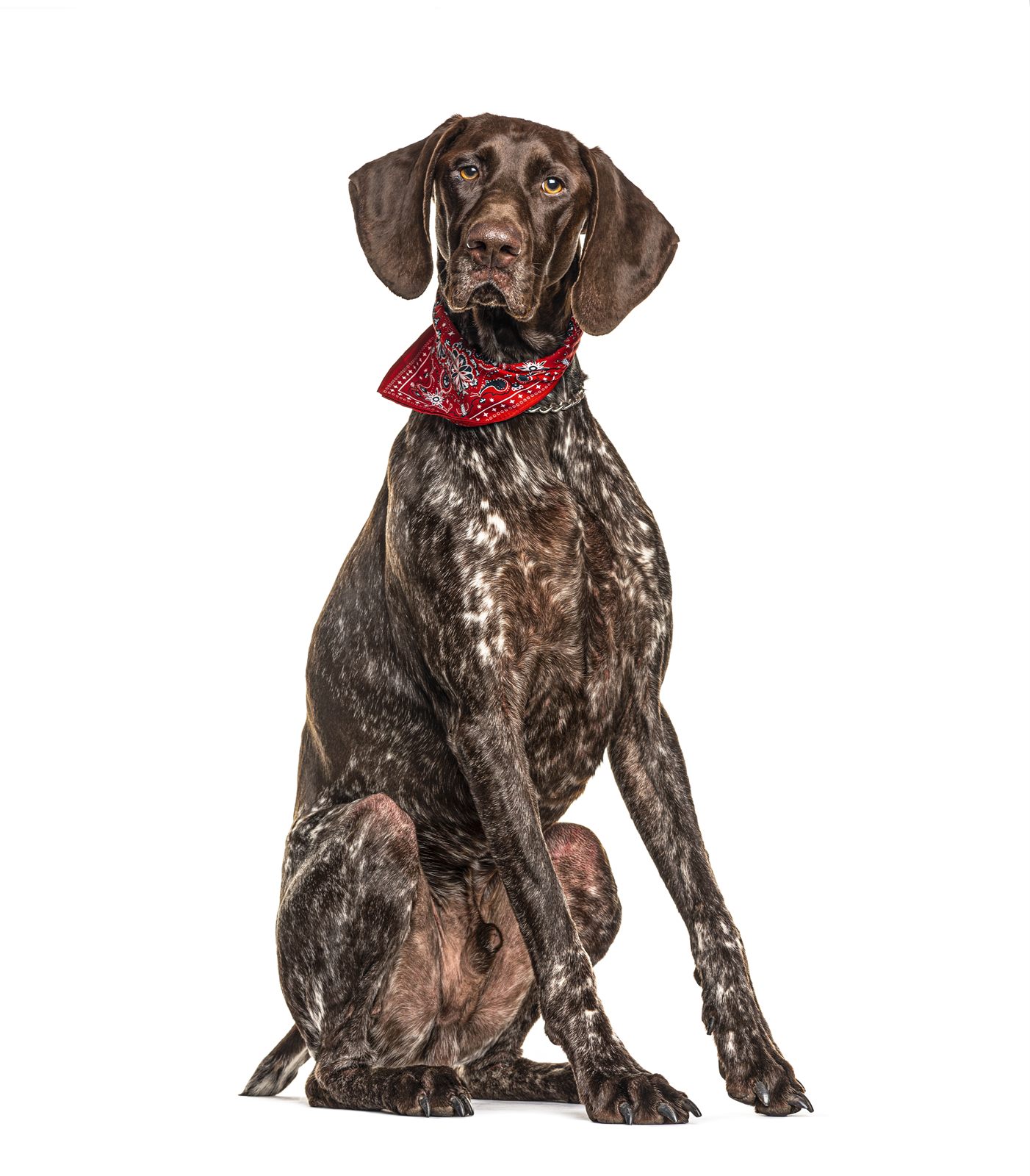 Red collar female GSP puppy