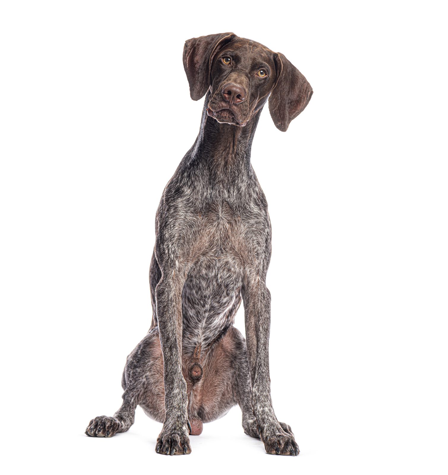Green collar female GSP puppy