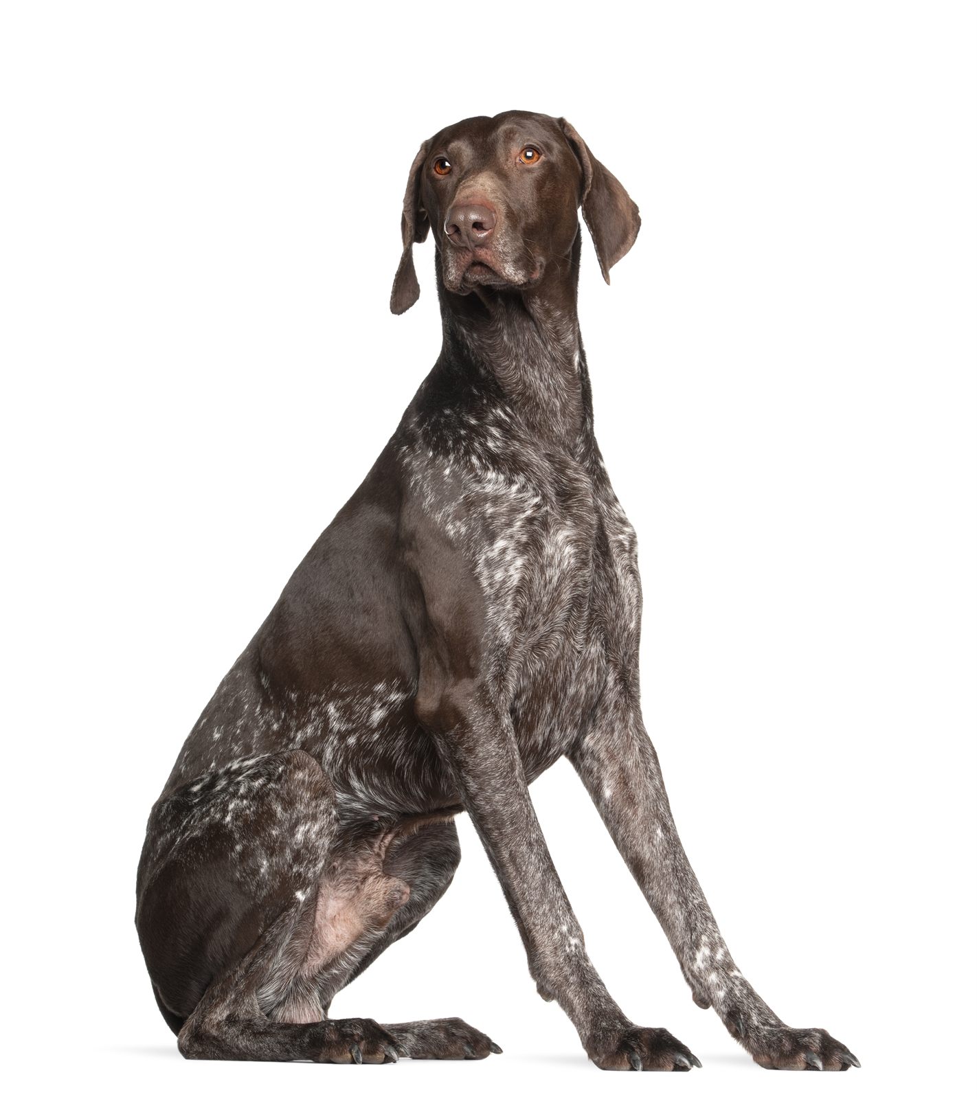 Vada, German Shorthaired Pointer dam