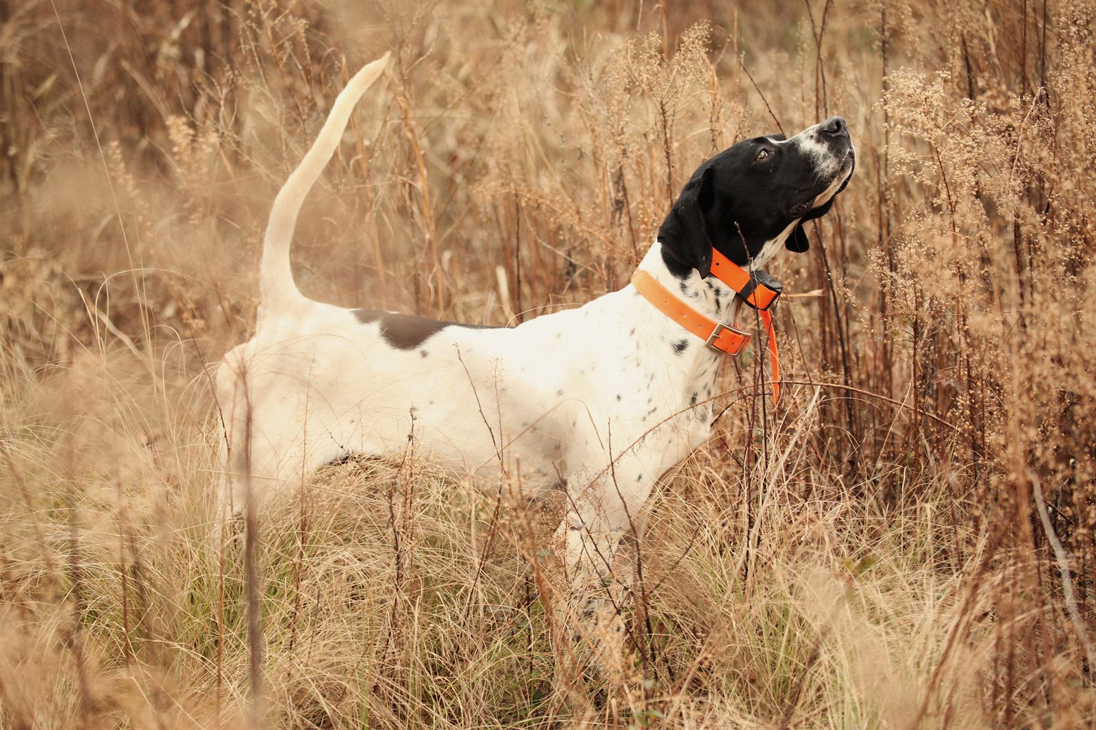 The Woodcock Litter — expected GSP litter