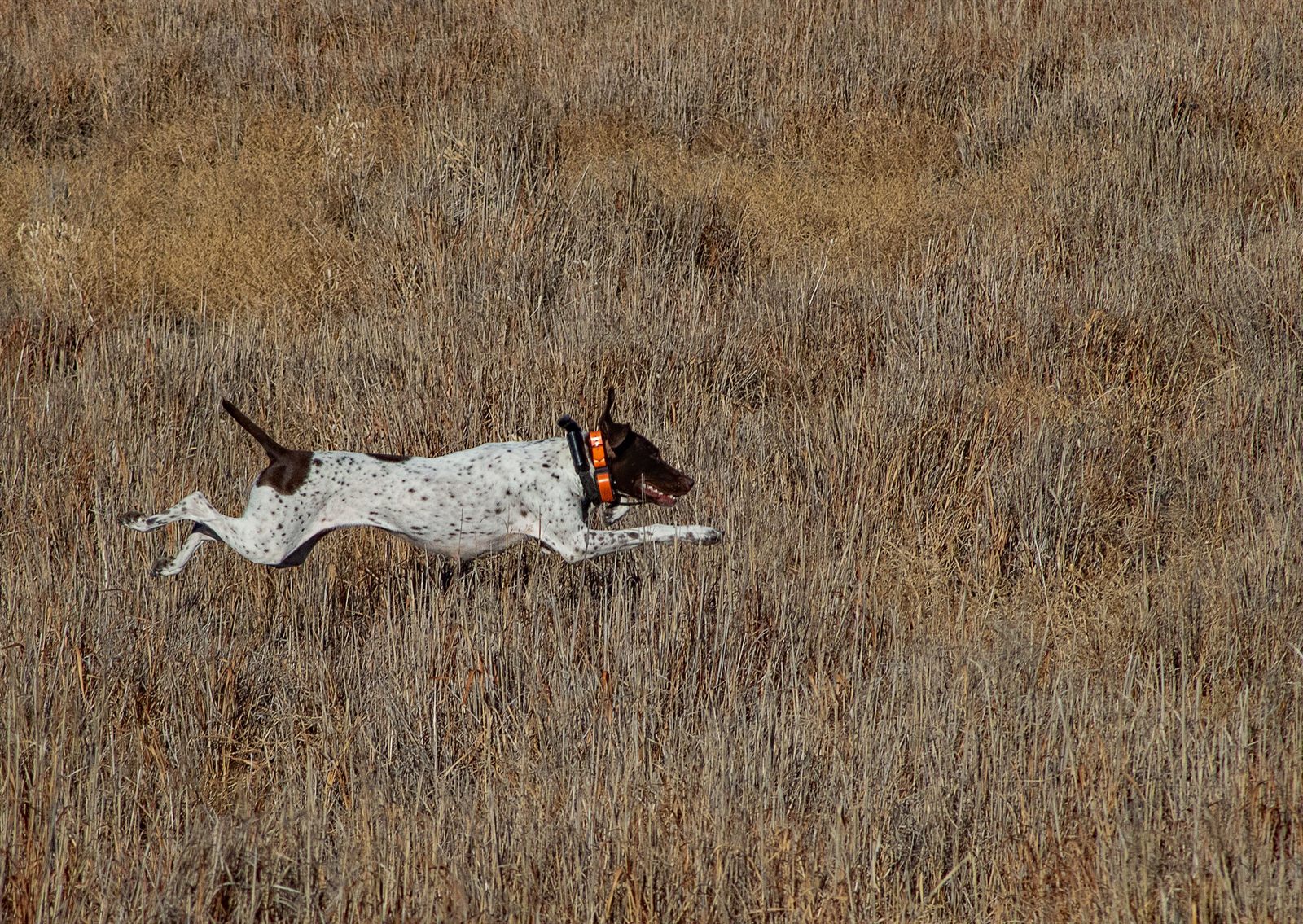 Fieldstone template — heritage sporting kennel design (German Shorthaired Pointer demo)