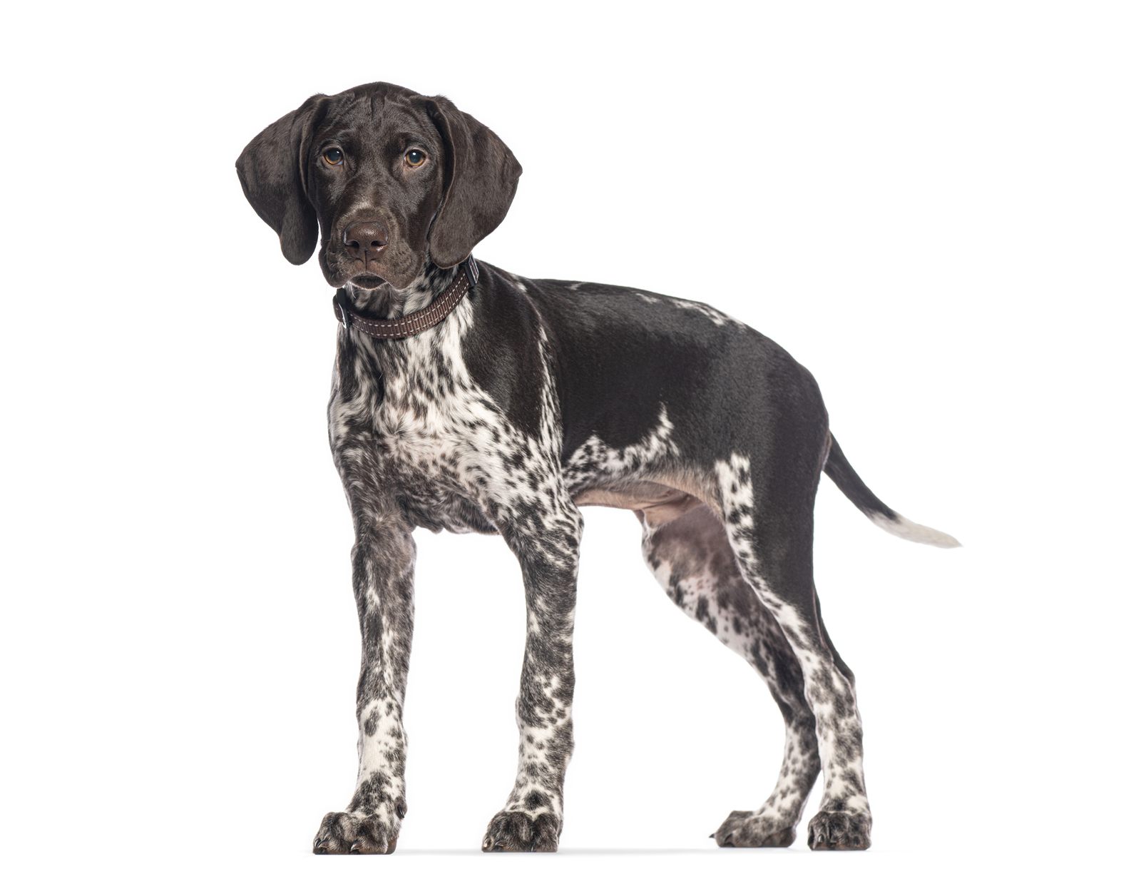 The Ruffed Grouse Litter — GSP puppies