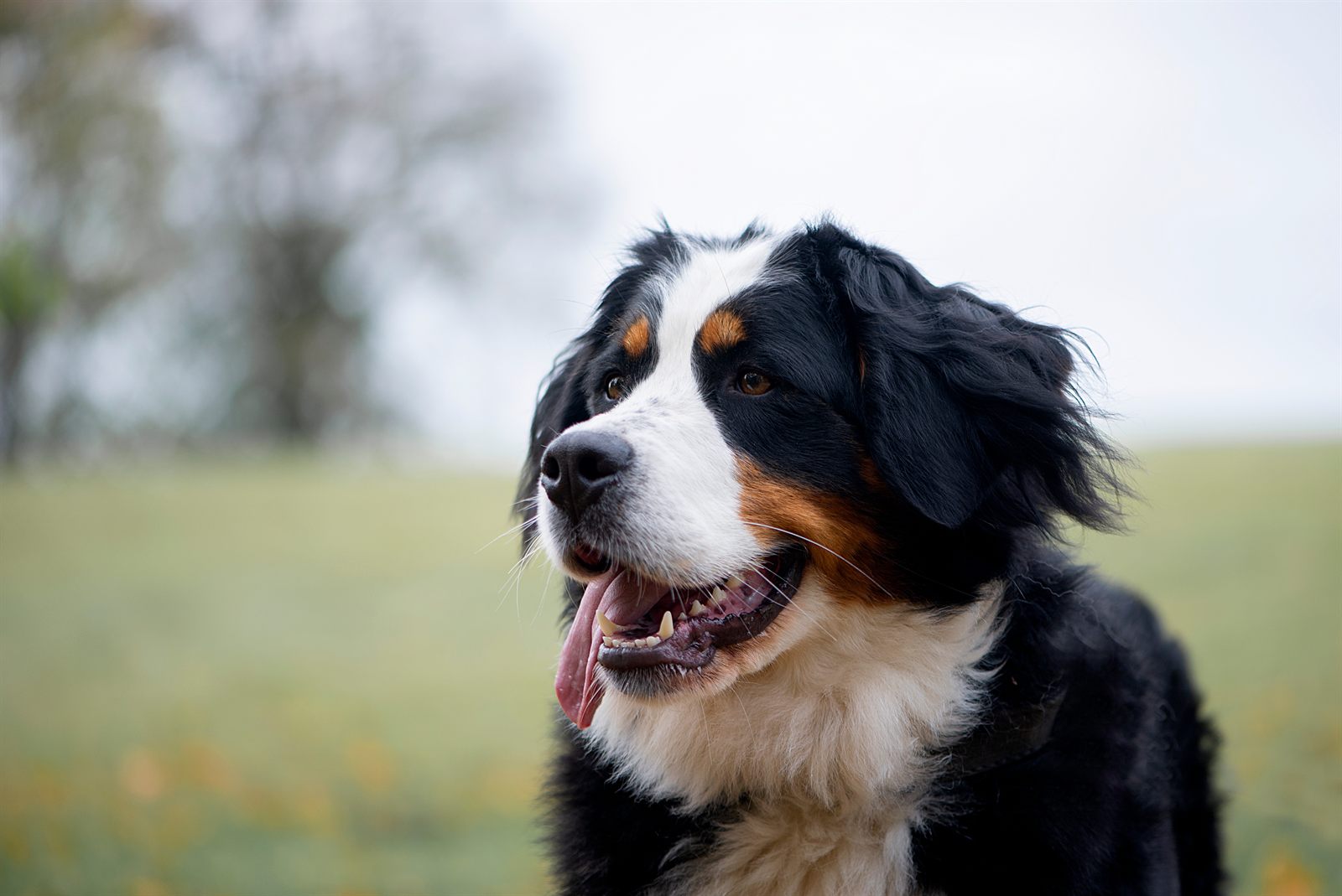 Alpine, Bernese Mountain Dog sire