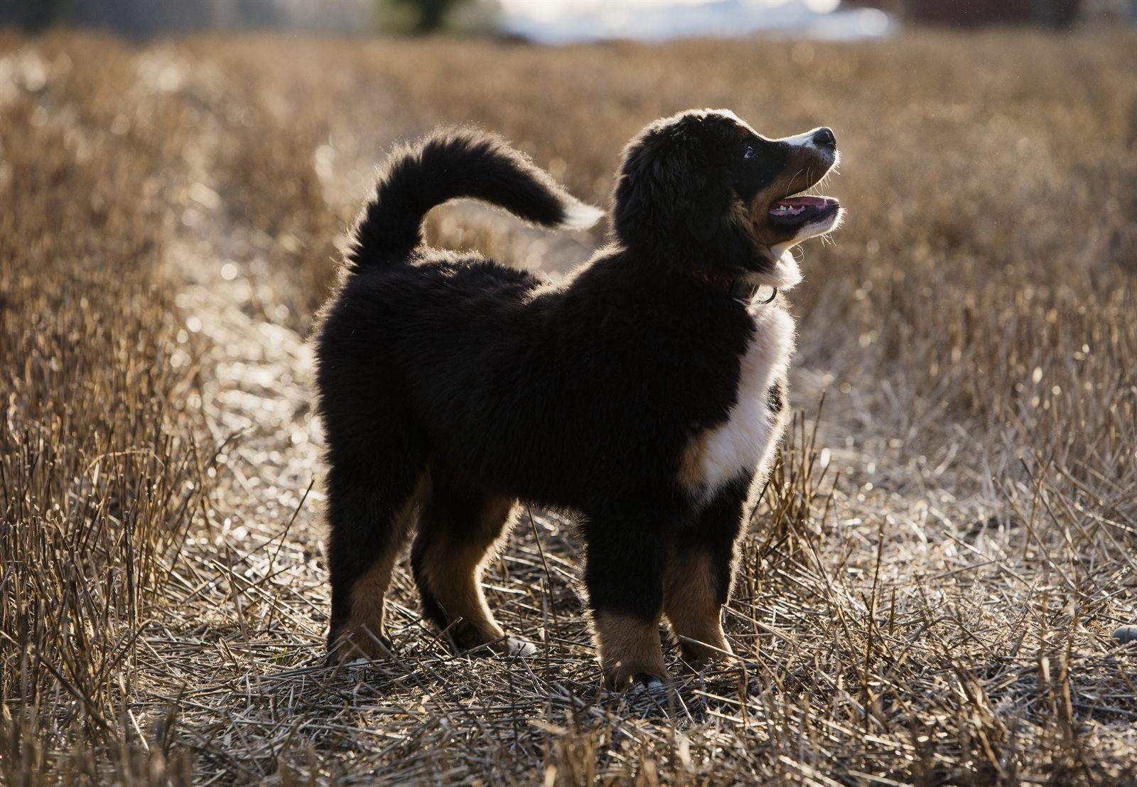 The Alpenglow Litter — planned Bernese litter