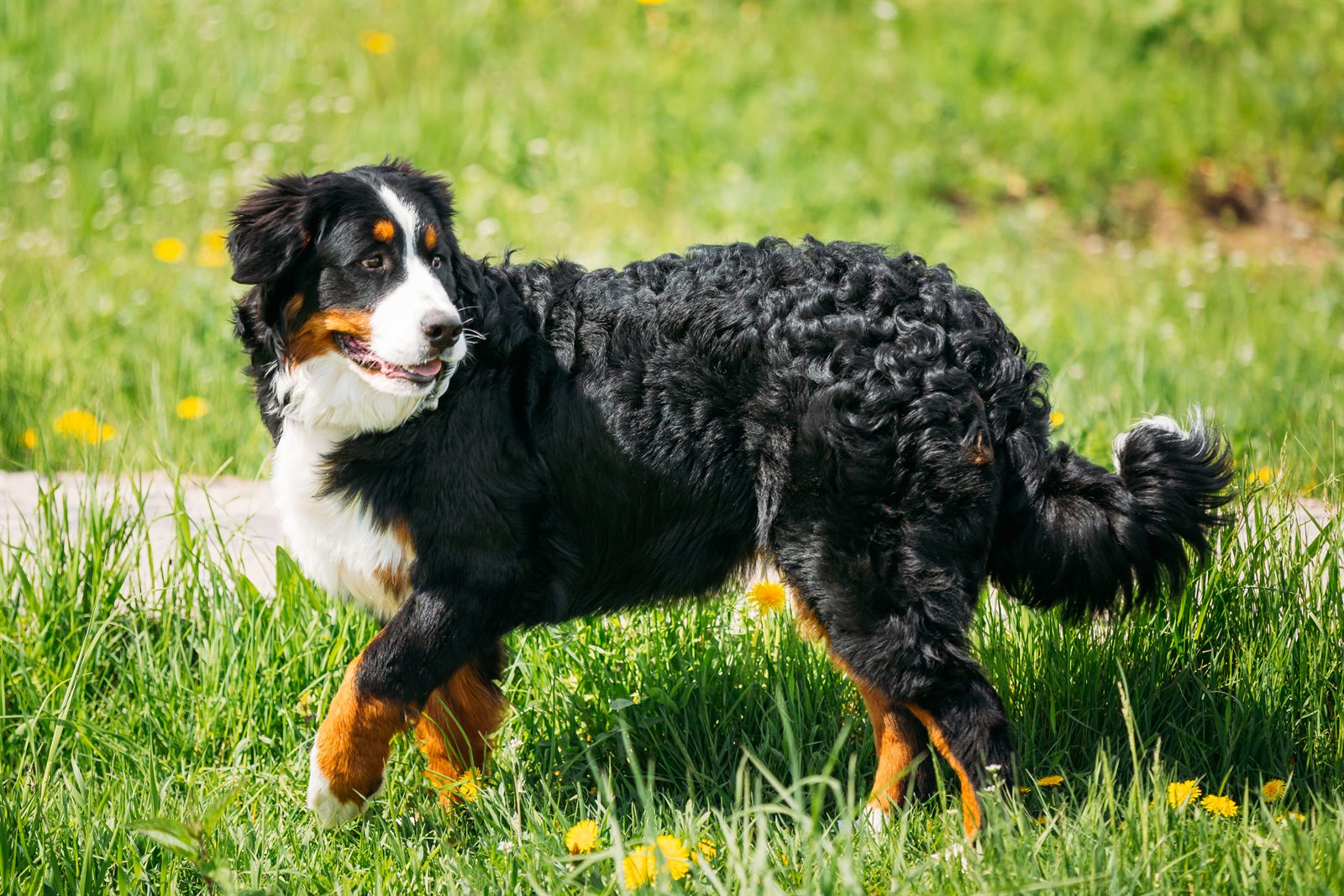 The Timberline Litter — expected Bernese litter