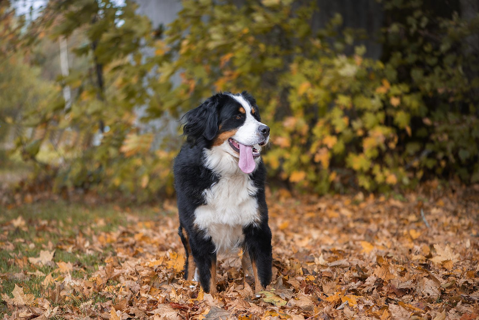 Clara, Bernese Mountain Dog dam