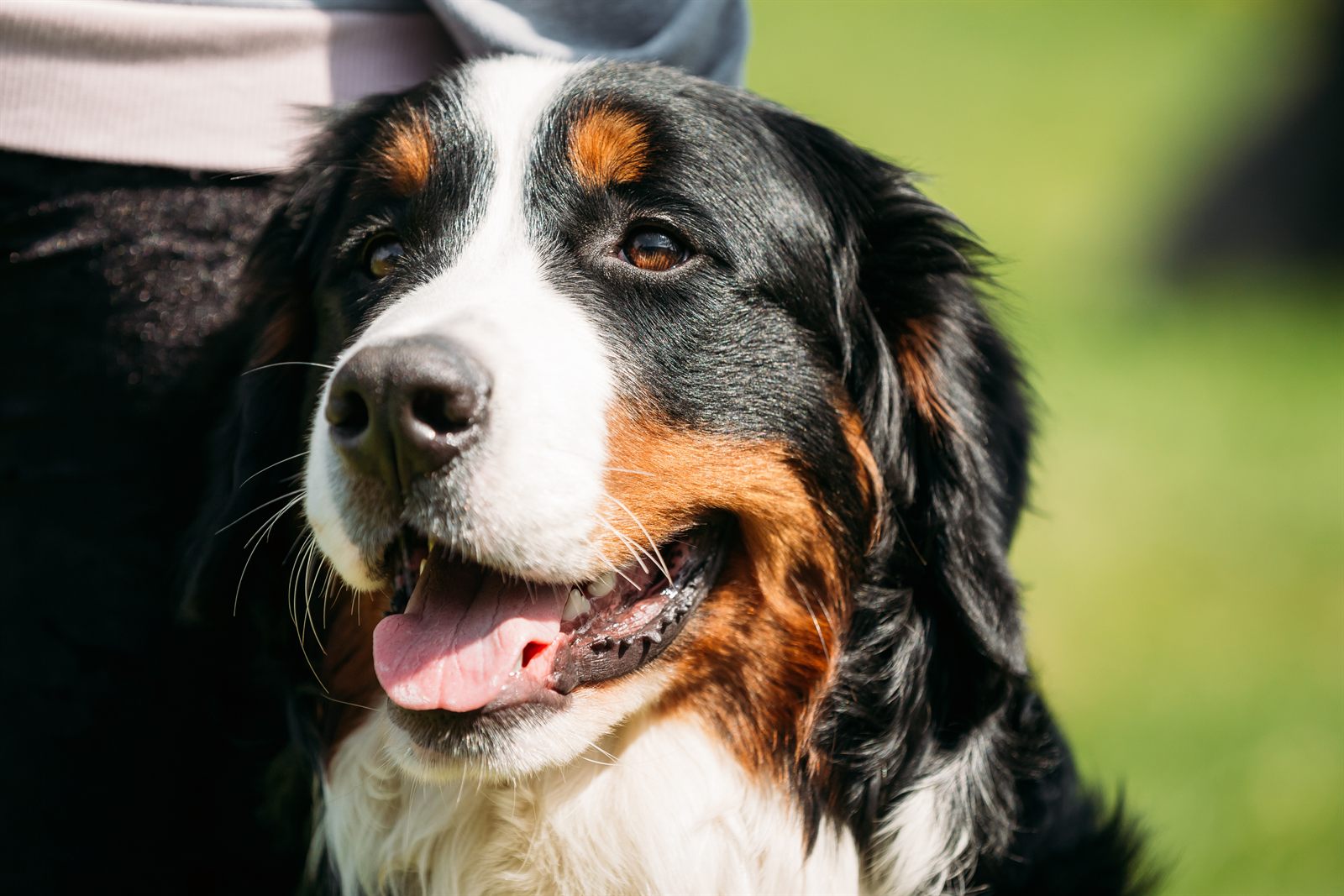 Gazette template — newspaper editorial design (Bernese Mountain Dog demo)
