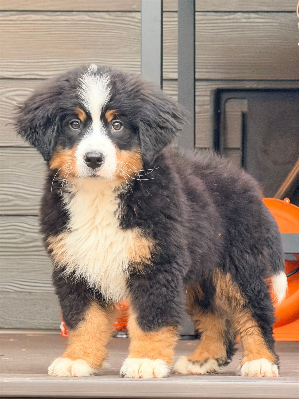 Mr. Birch, Bernese puppy who has gone home