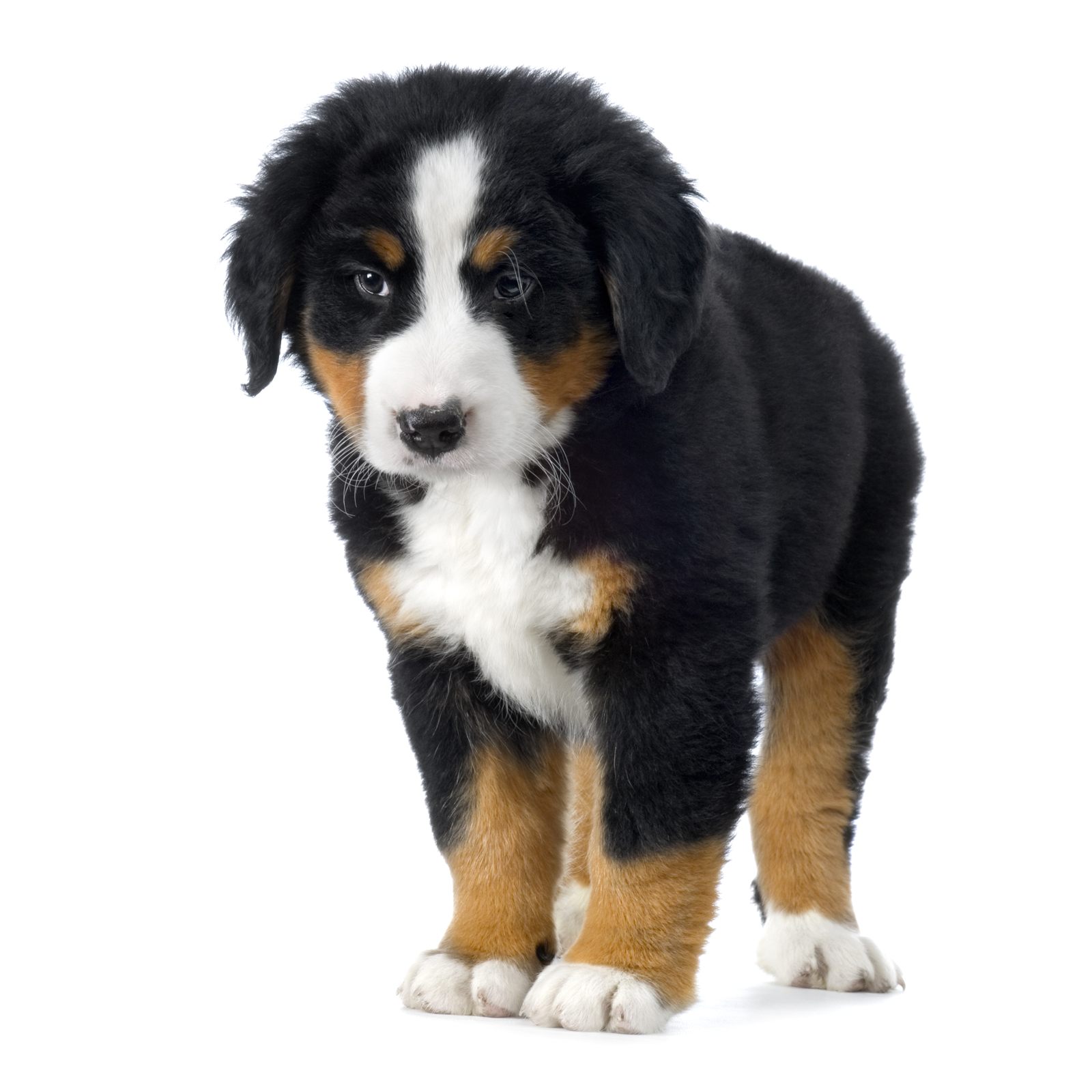The Maple Litter — Bernese Mountain Dog puppies