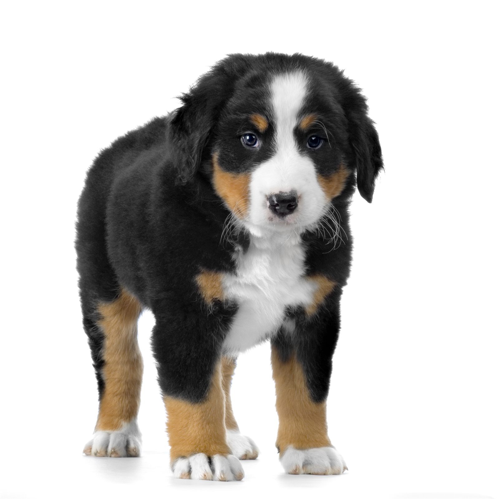 Miss Syrup, available Bernese puppy