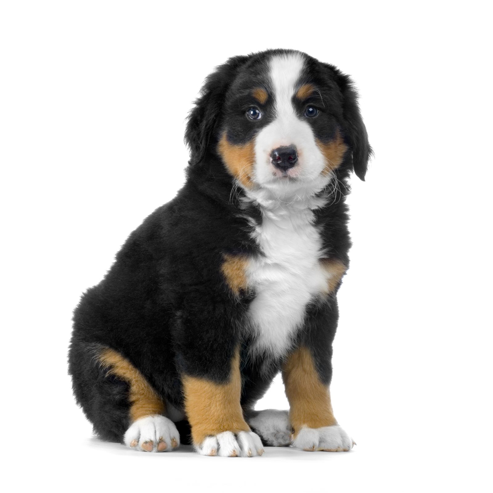 Mr. Flannel, available Bernese puppy