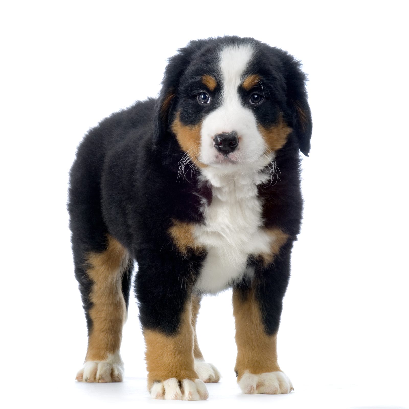 Miss Maple, reserved Bernese puppy
