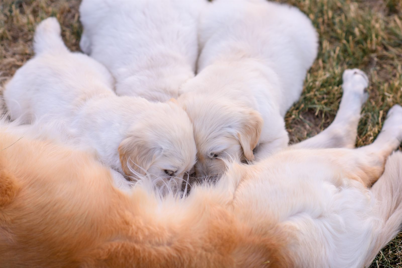 A Willowbrook mother golden nursing her litter in the summer garden