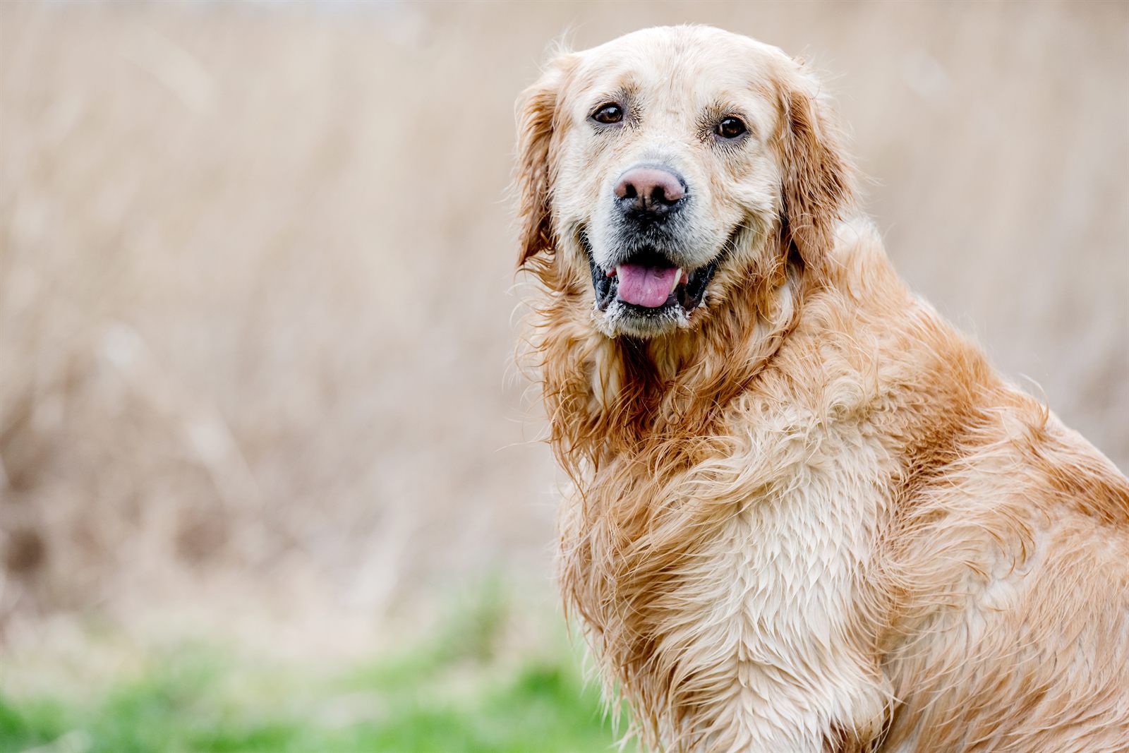 Waylon, retired Golden Retriever at Willowbrook