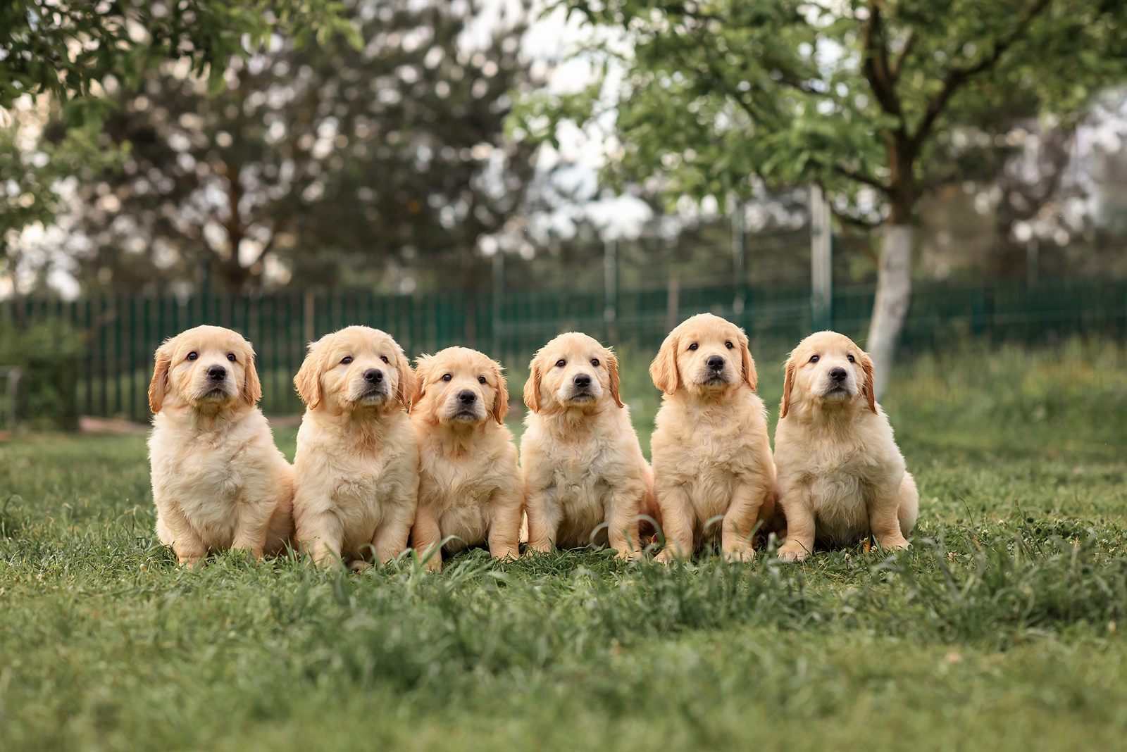 Hearthside template — warm farmhouse design (Golden Retriever demo)