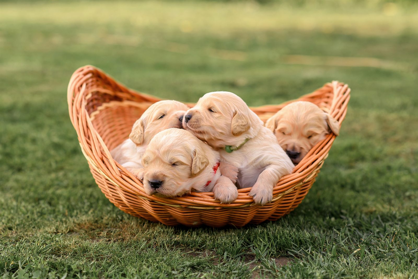 The Sunflower Litter — newborn Golden Retriever puppies in the garden