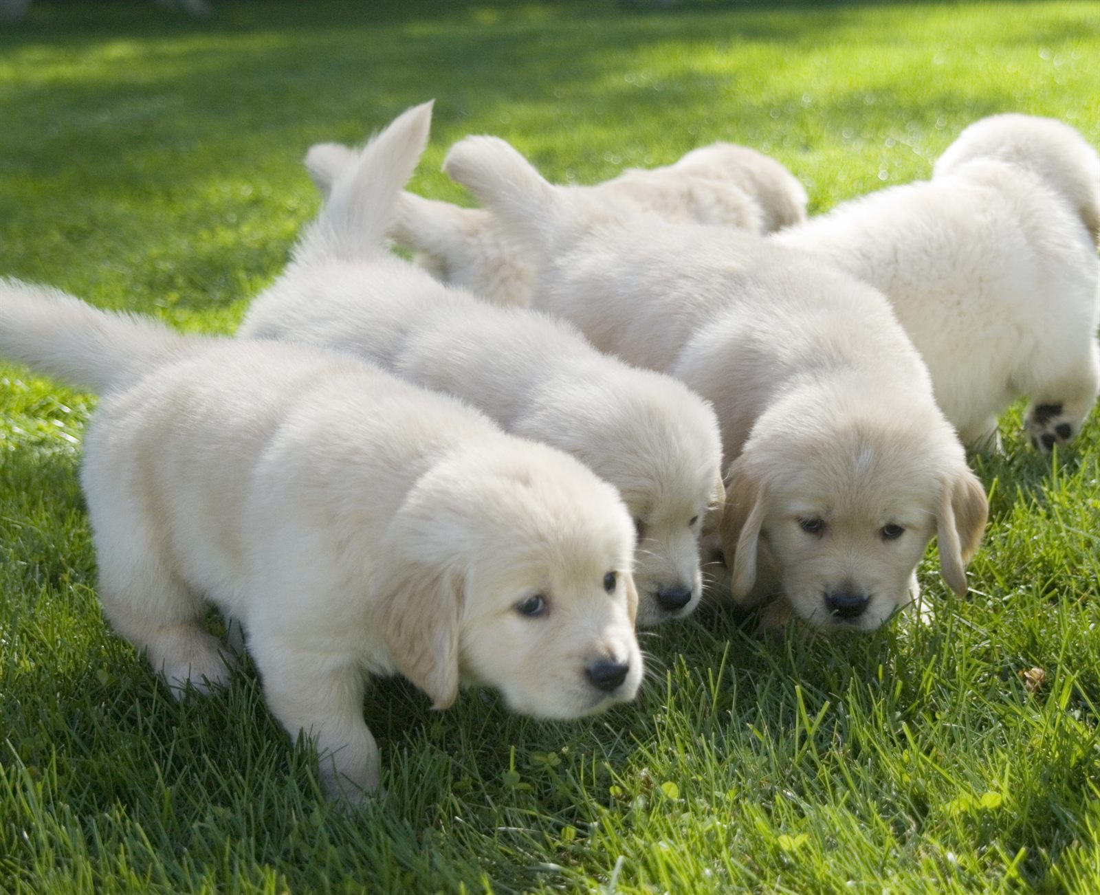 The Meadow Litter — Golden Retriever puppies exploring the grass