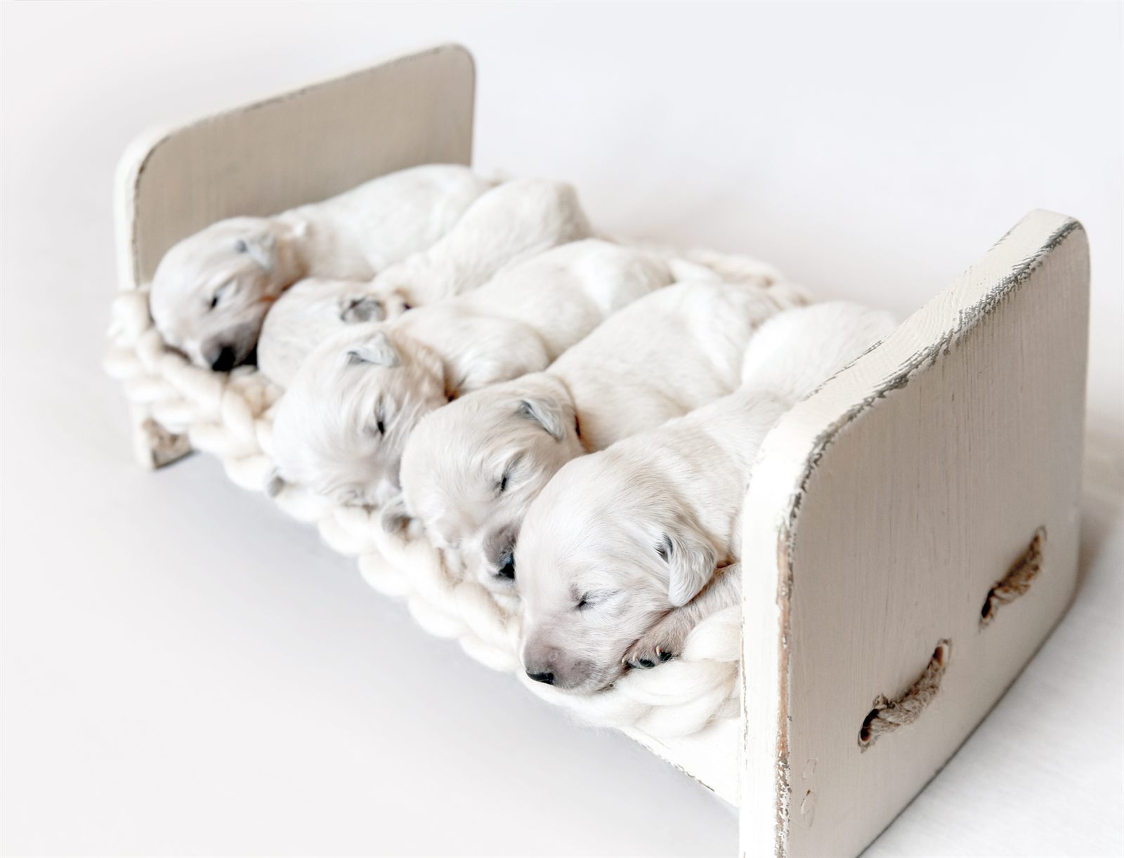 The Harvest Litter — planned Golden Retriever litter