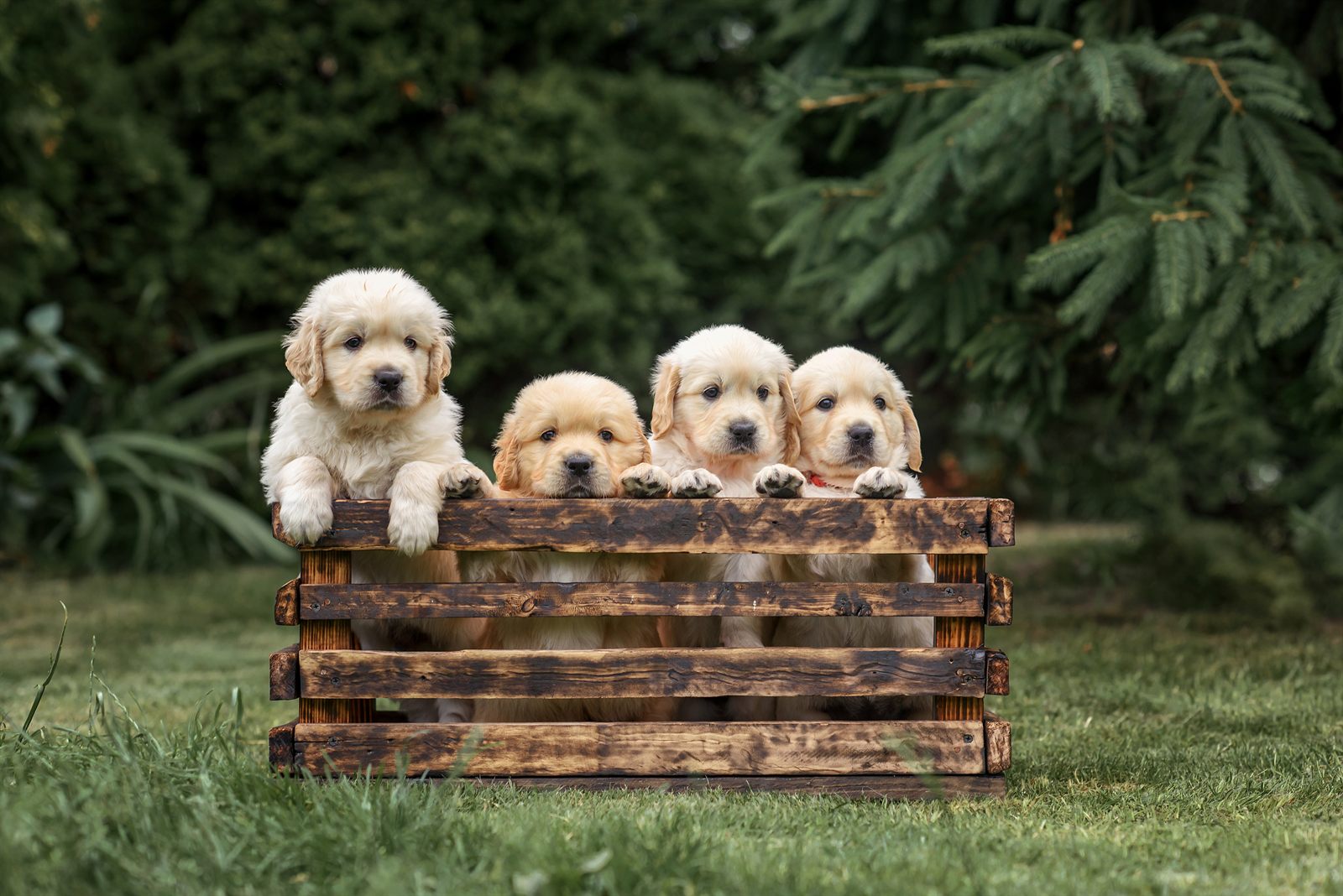 Mr. Clover, available male Golden Retriever puppy
