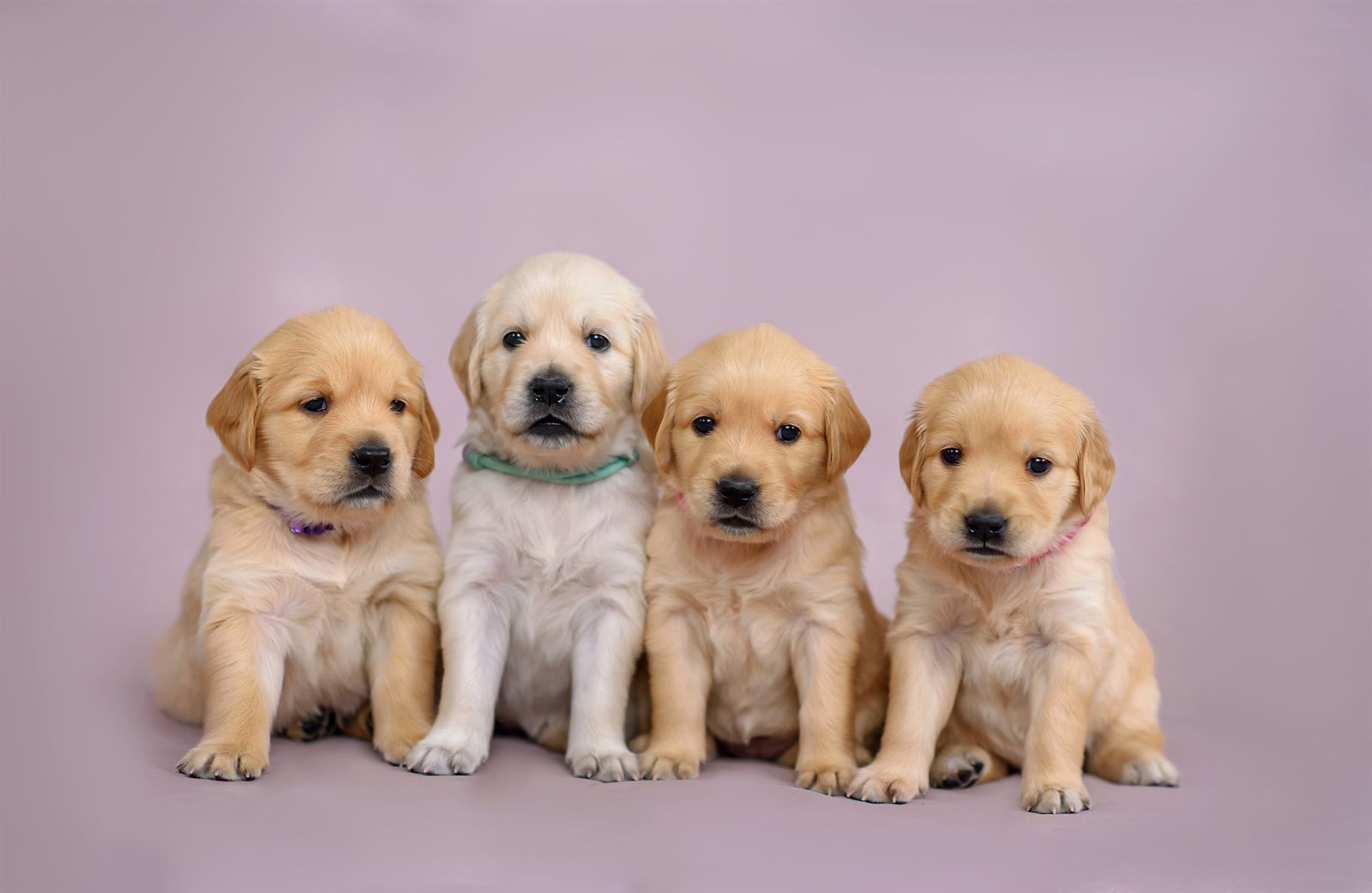 Miss Marigold, available female Golden Retriever puppy