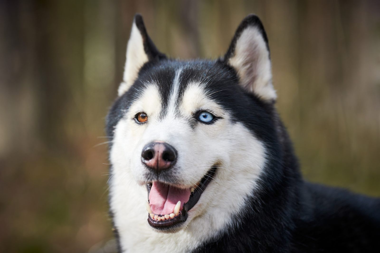 The Tundra Litter — expected Siberian Husky litter