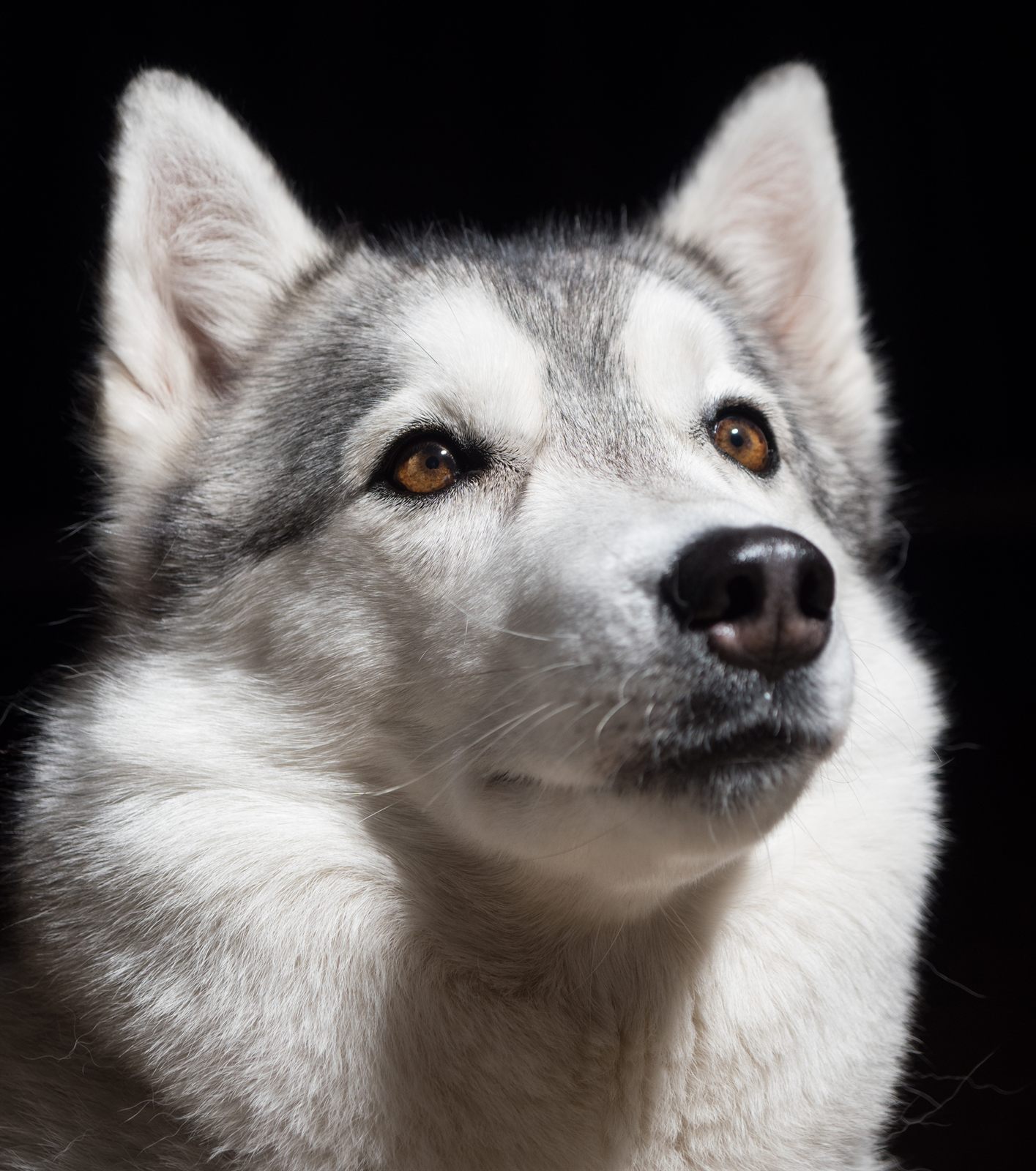 Kodiak, Siberian Husky sire at Aurora Ridge