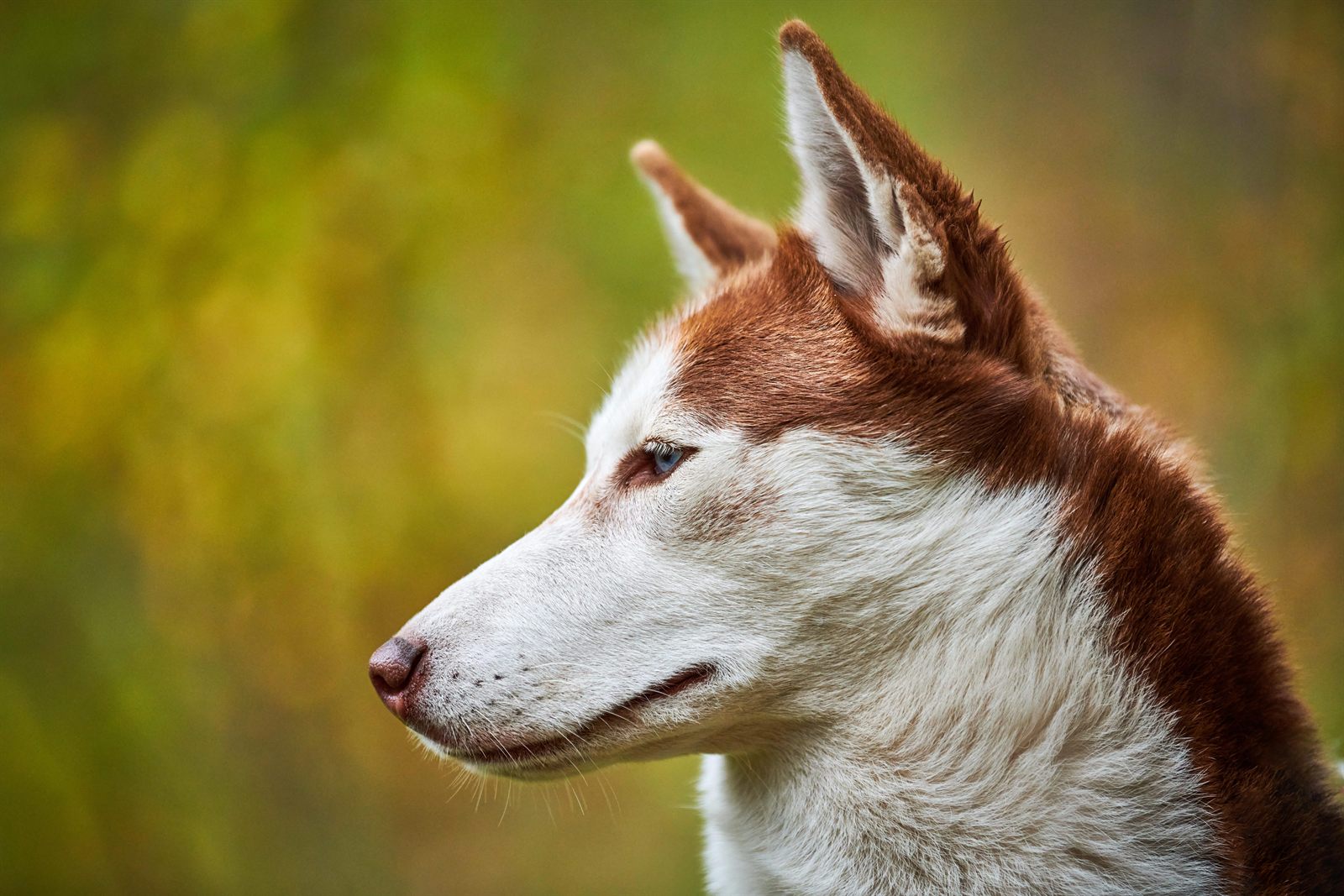 Juno, Siberian Husky sire