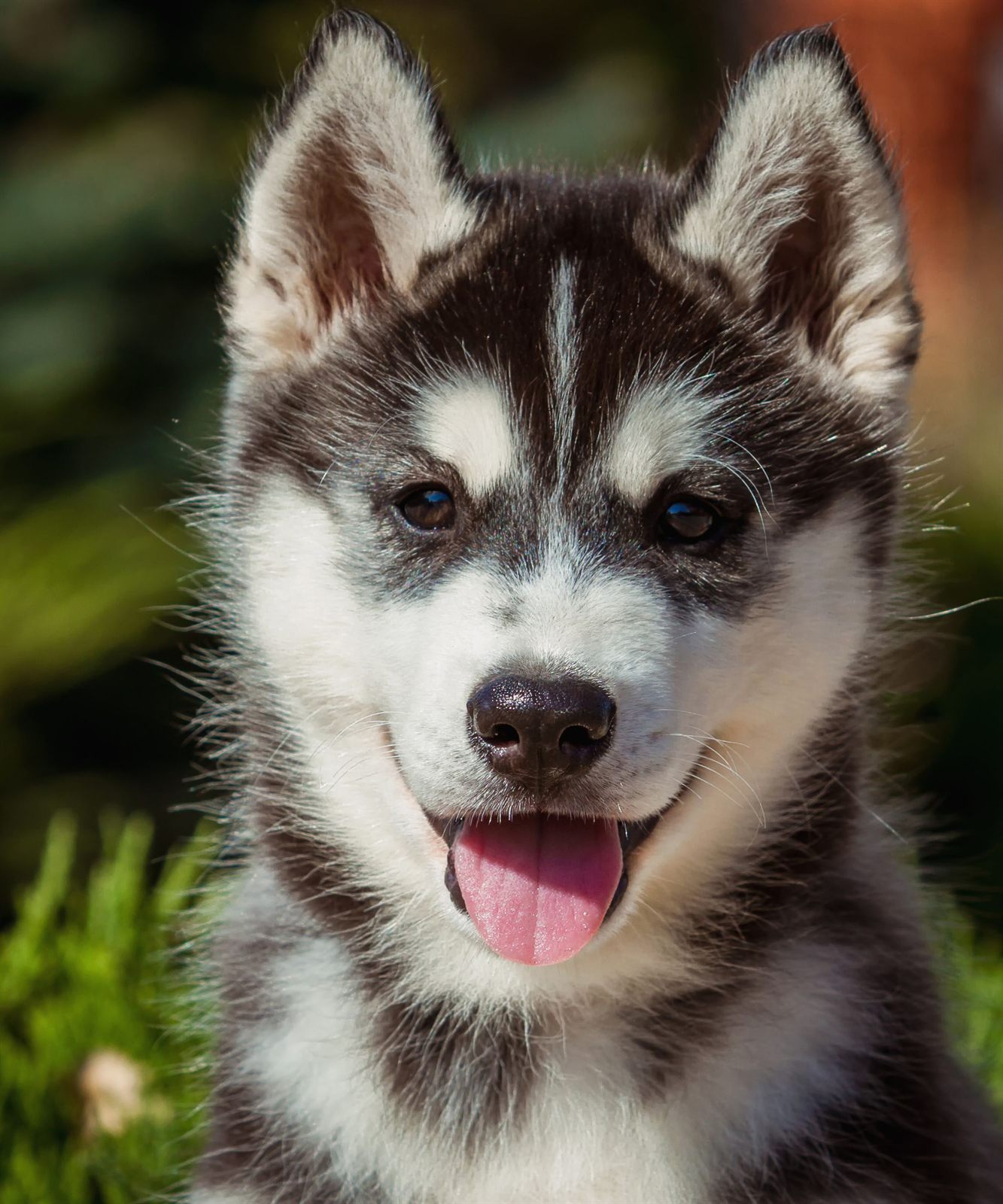 The Solstice Litter — planned Siberian Husky litter