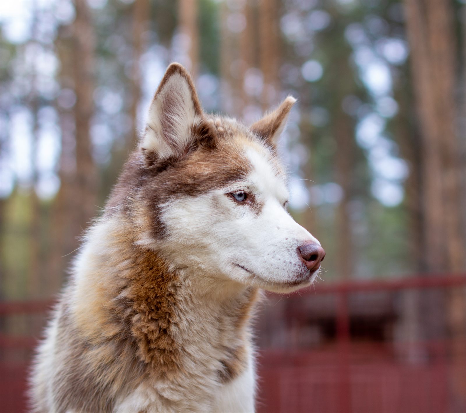 Northwind template — Nordic editorial minimal design (Siberian Husky demo)
