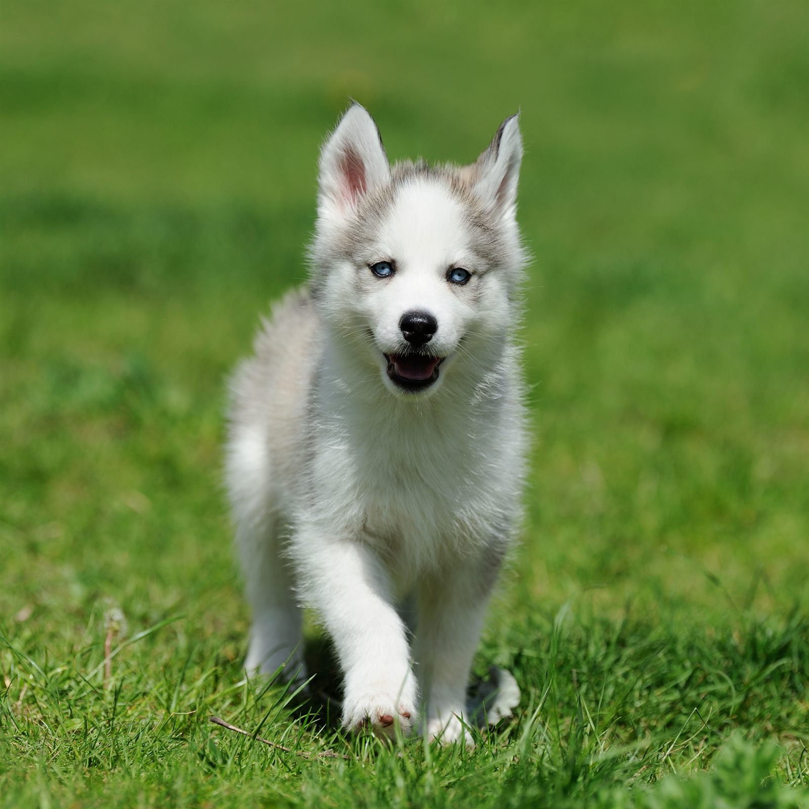 Denali male puppy, green collar
